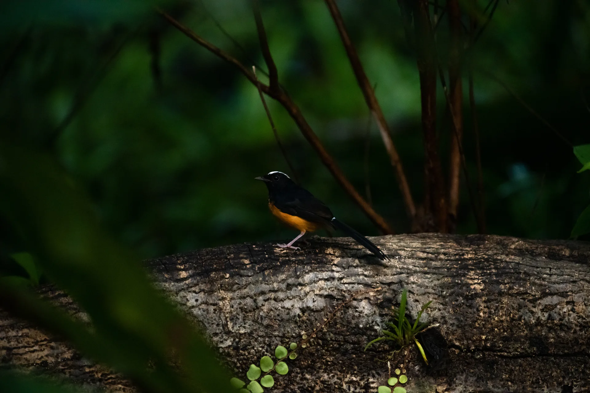Photograph at Borneo