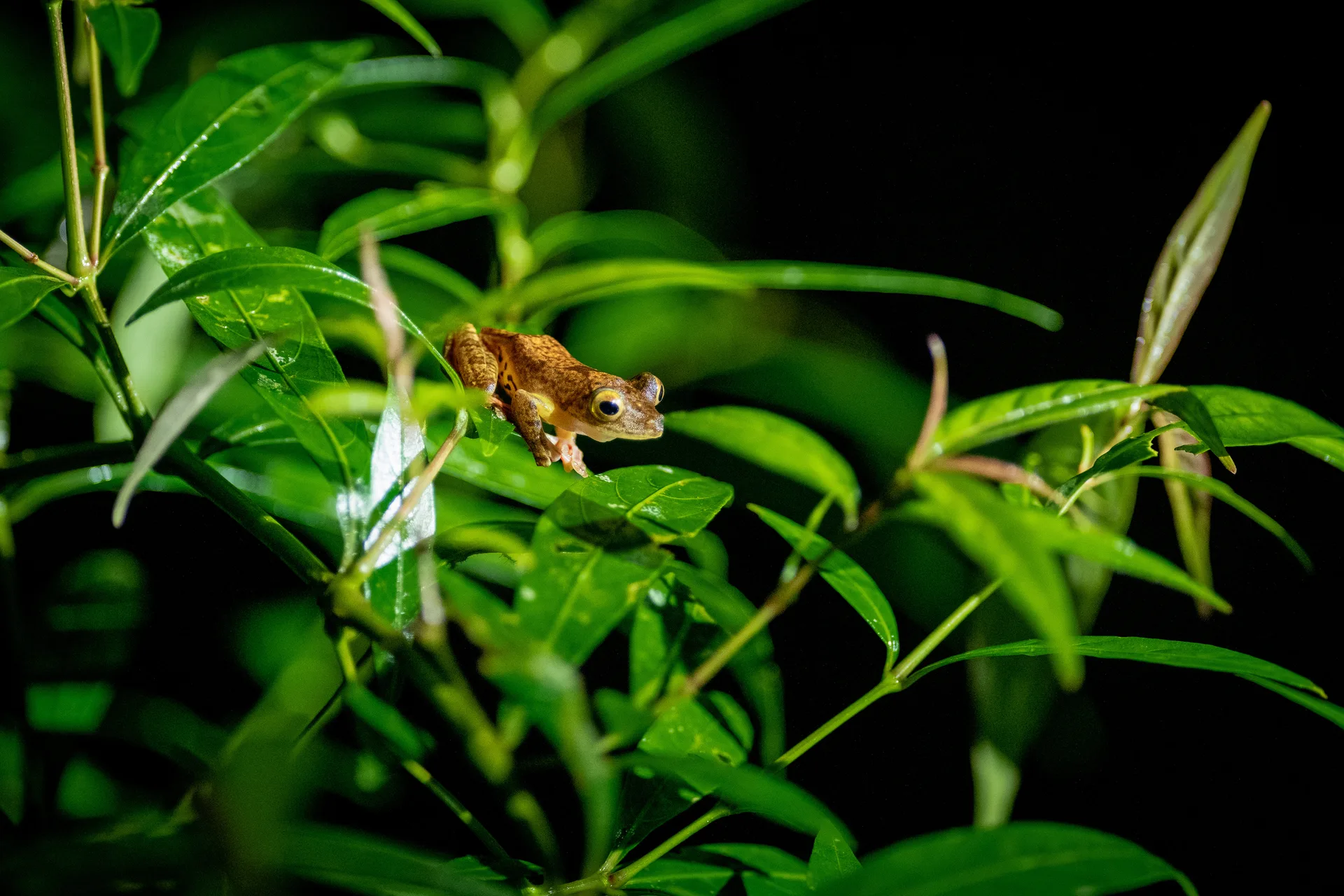Tree Frog at Borneo