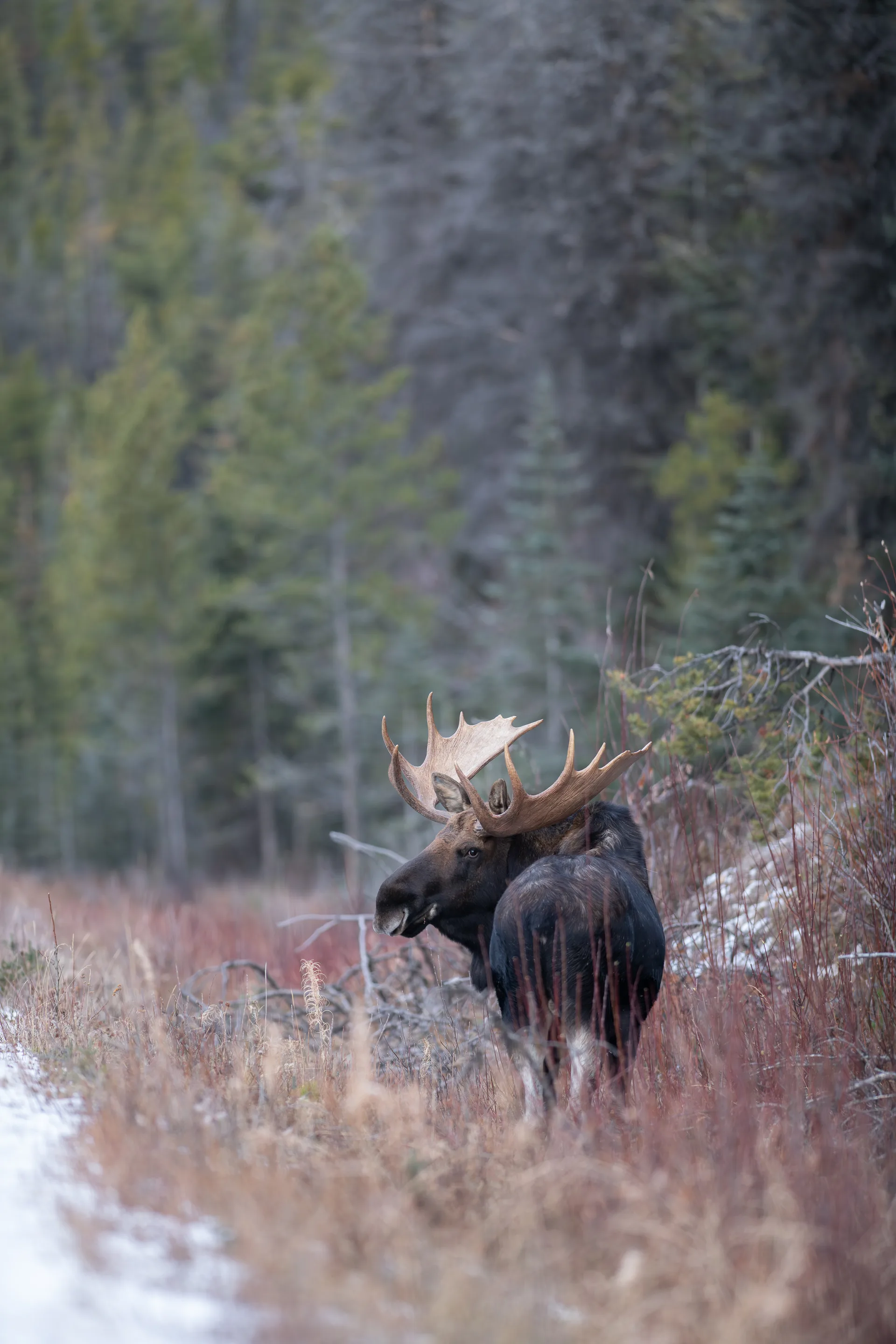 Photograph at Jasper