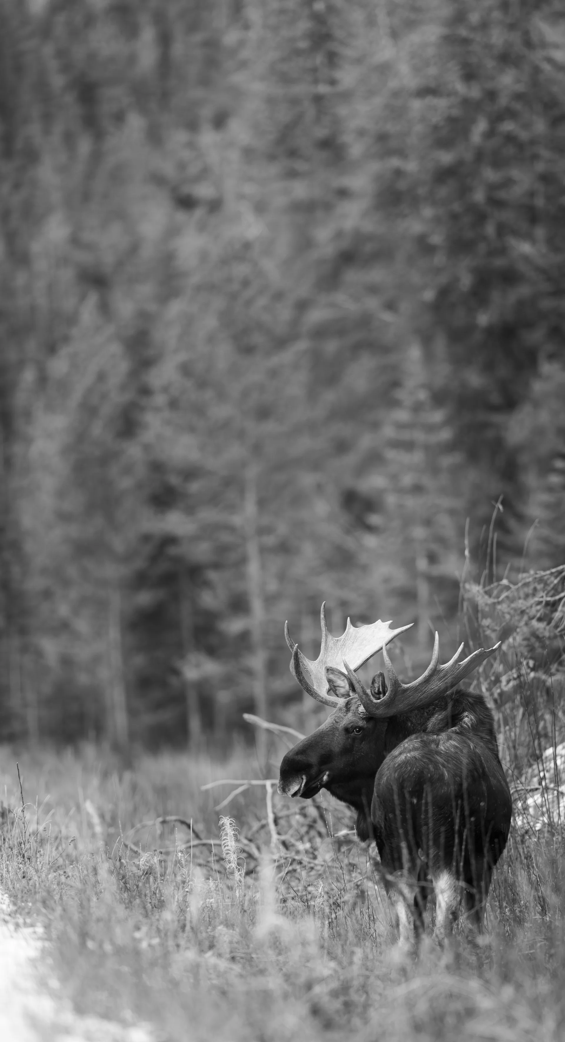 Photograph at Jasper