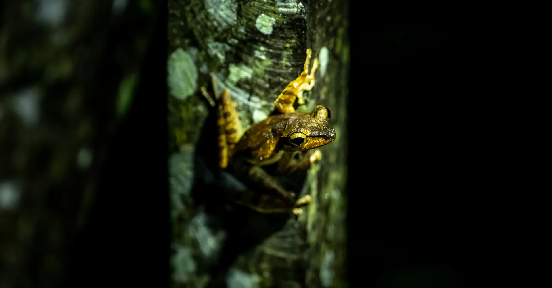 Tree Frog at Borneo