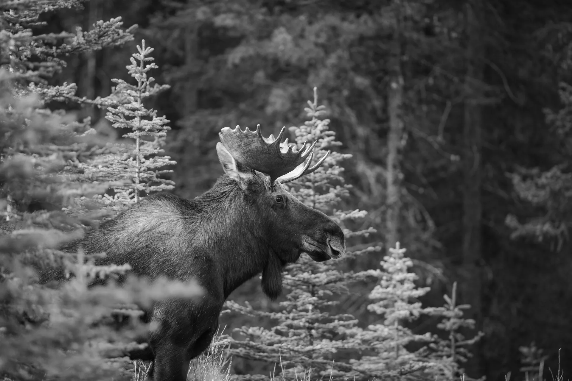 Photograph at Jasper