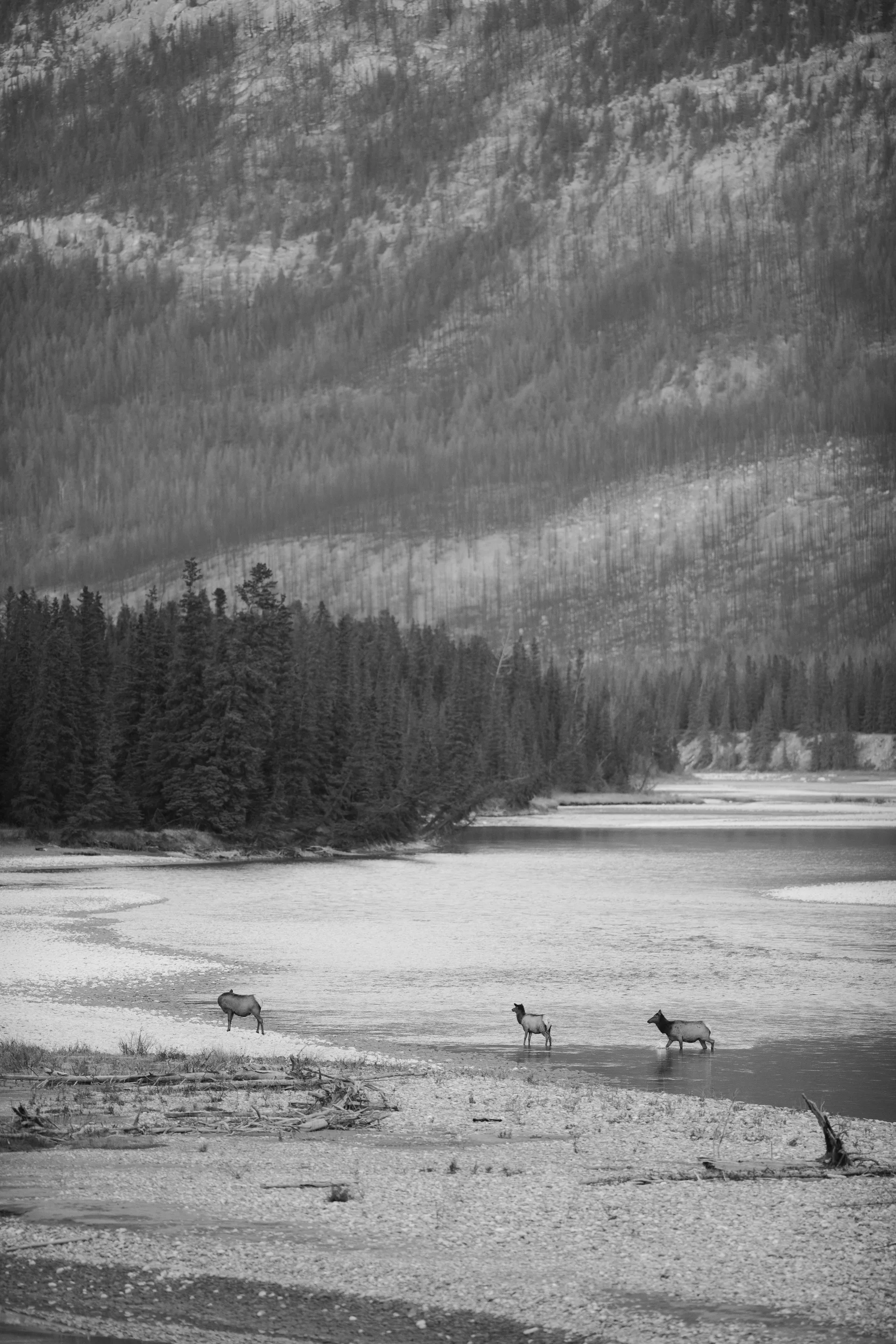 Photograph at Jasper