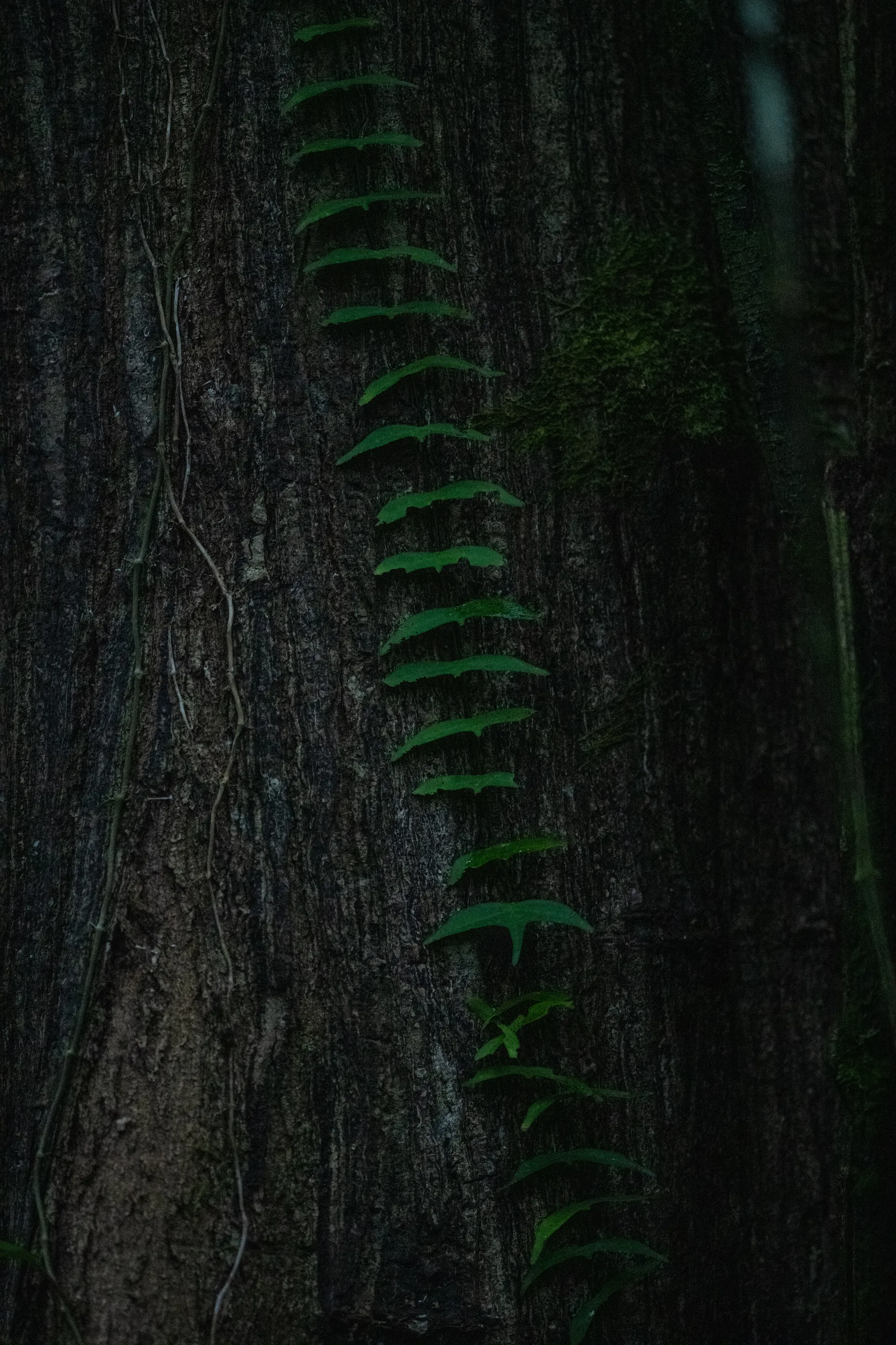 Photograph at Borneo