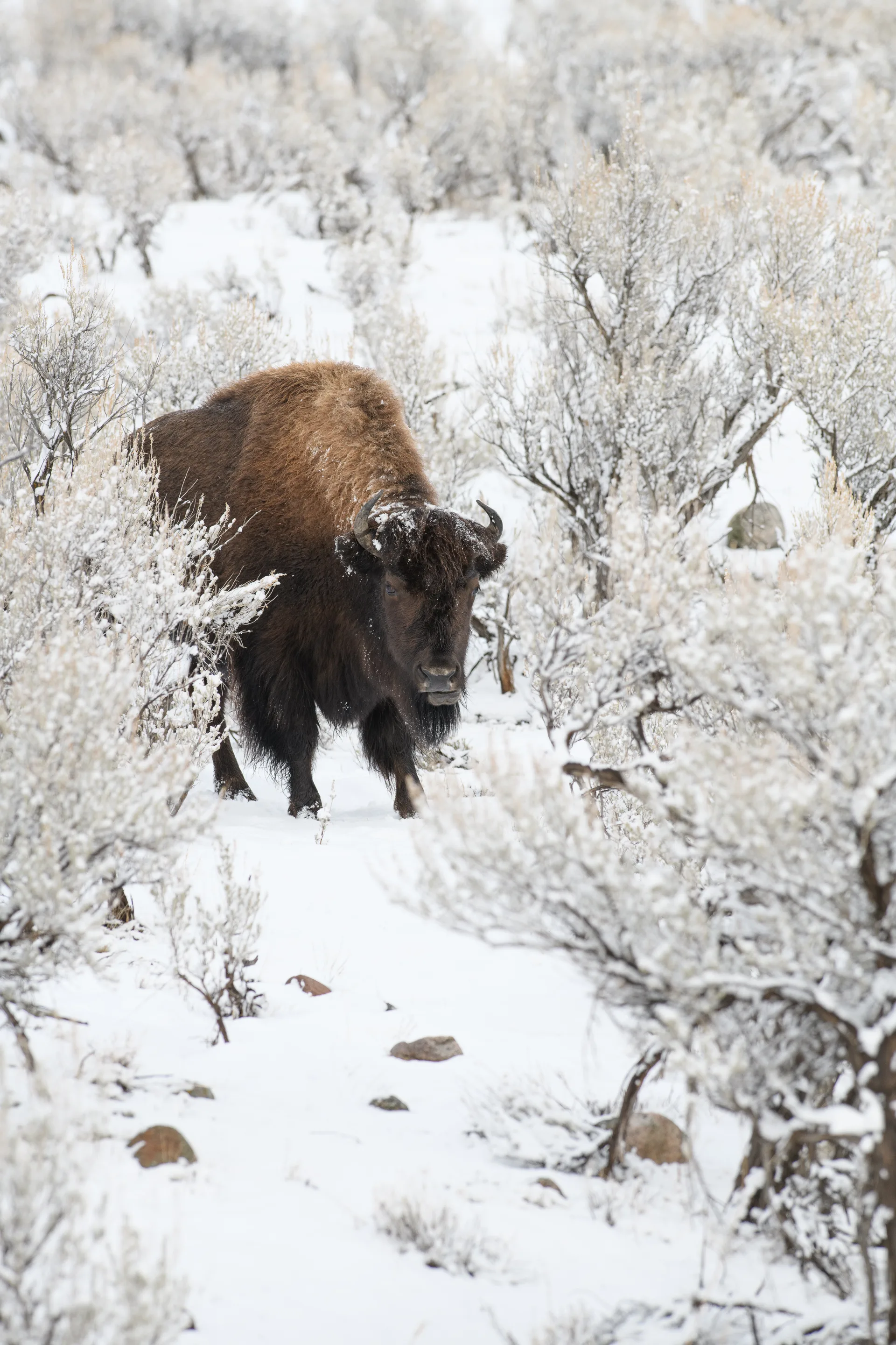 American Bison at Lamar Valley