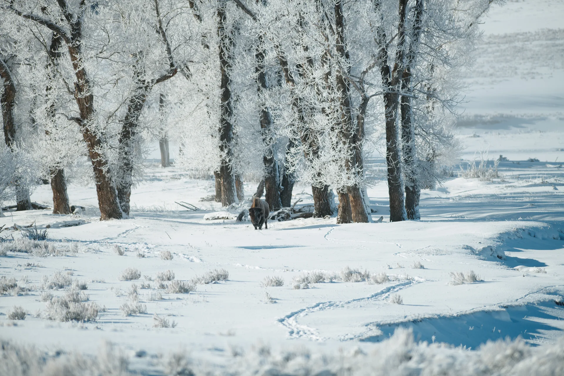 Coyote at Lamar Valley