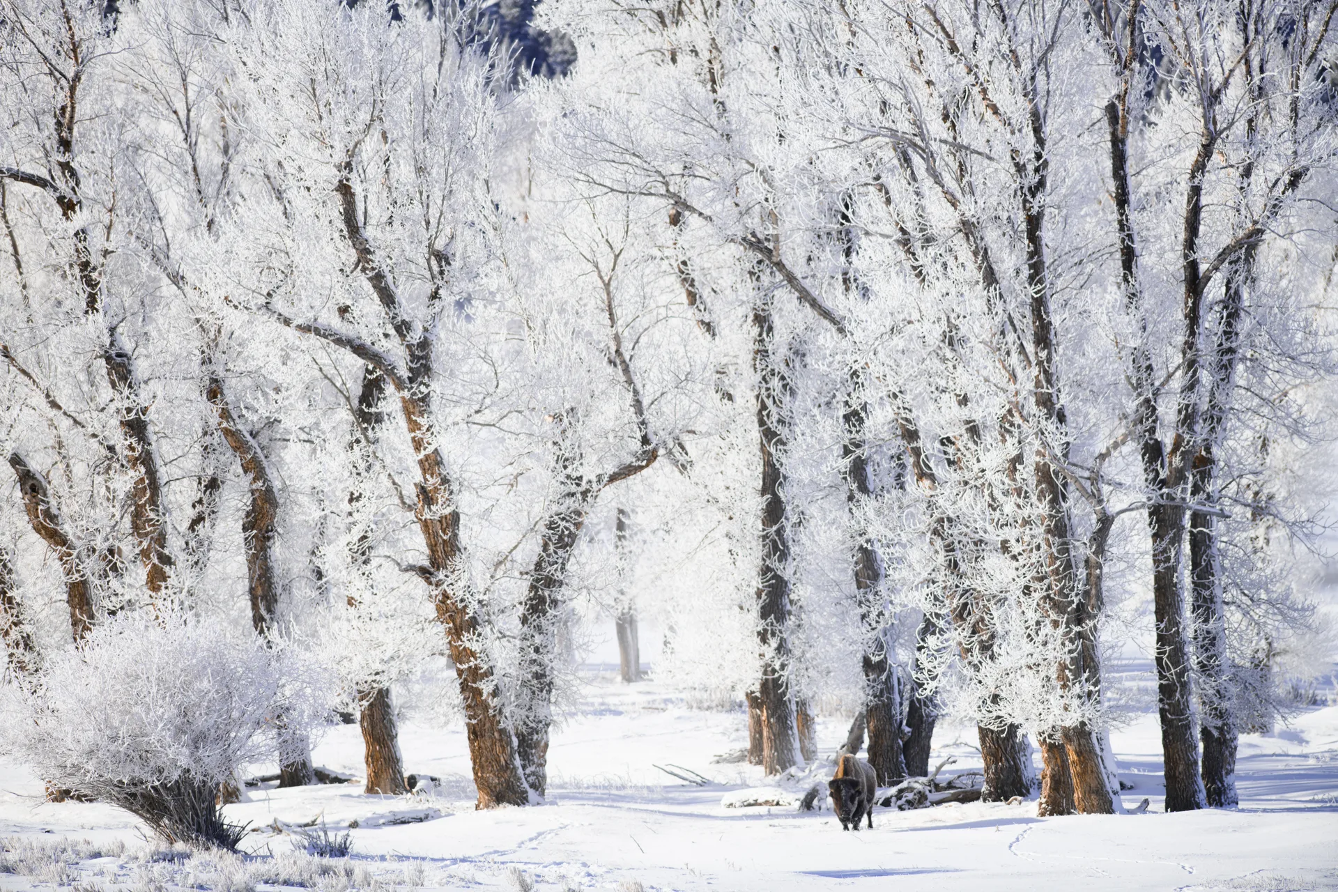 Photograph at Lamar Valley