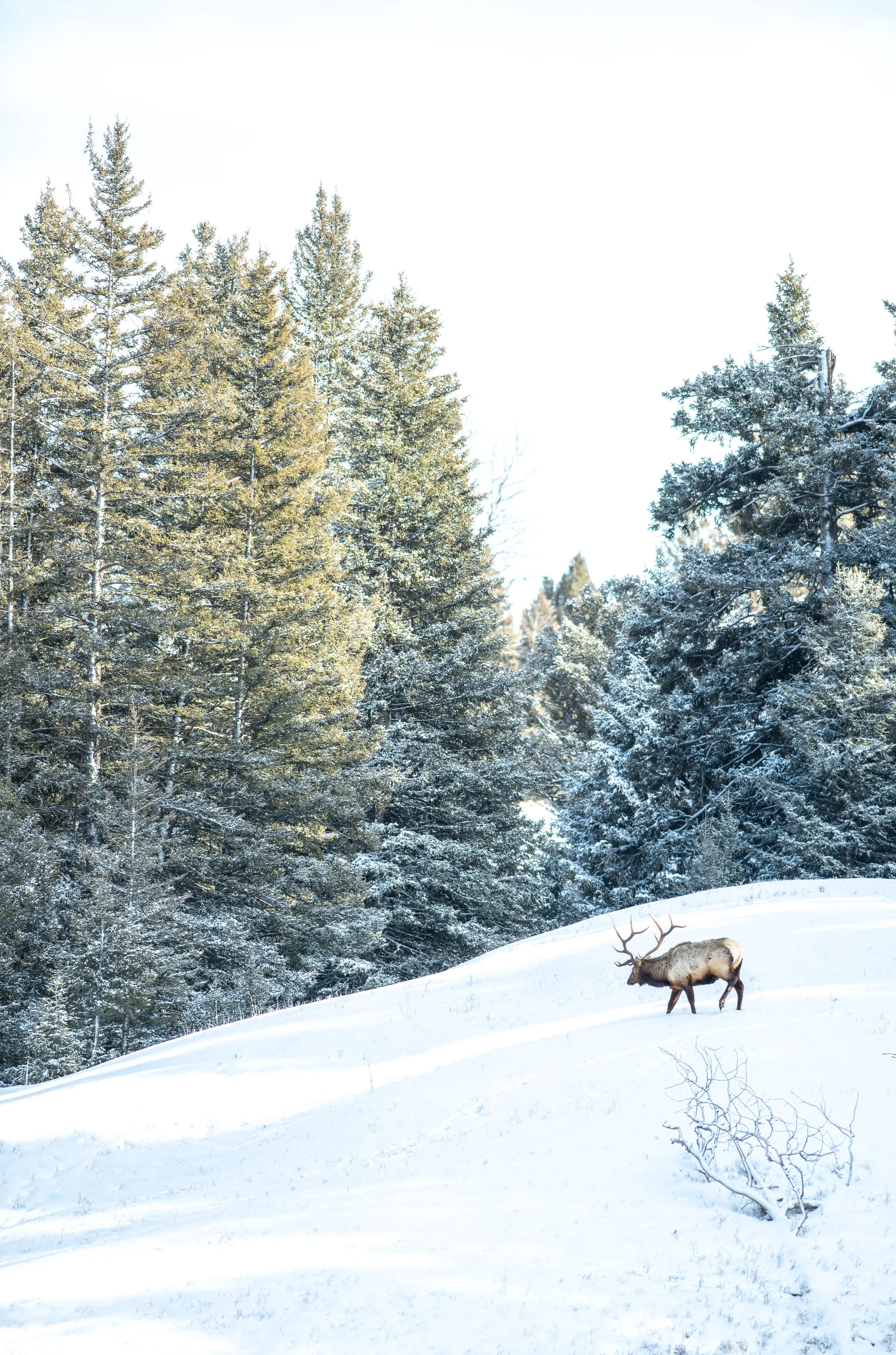 Coyote, Wapiti at Lamar Valley