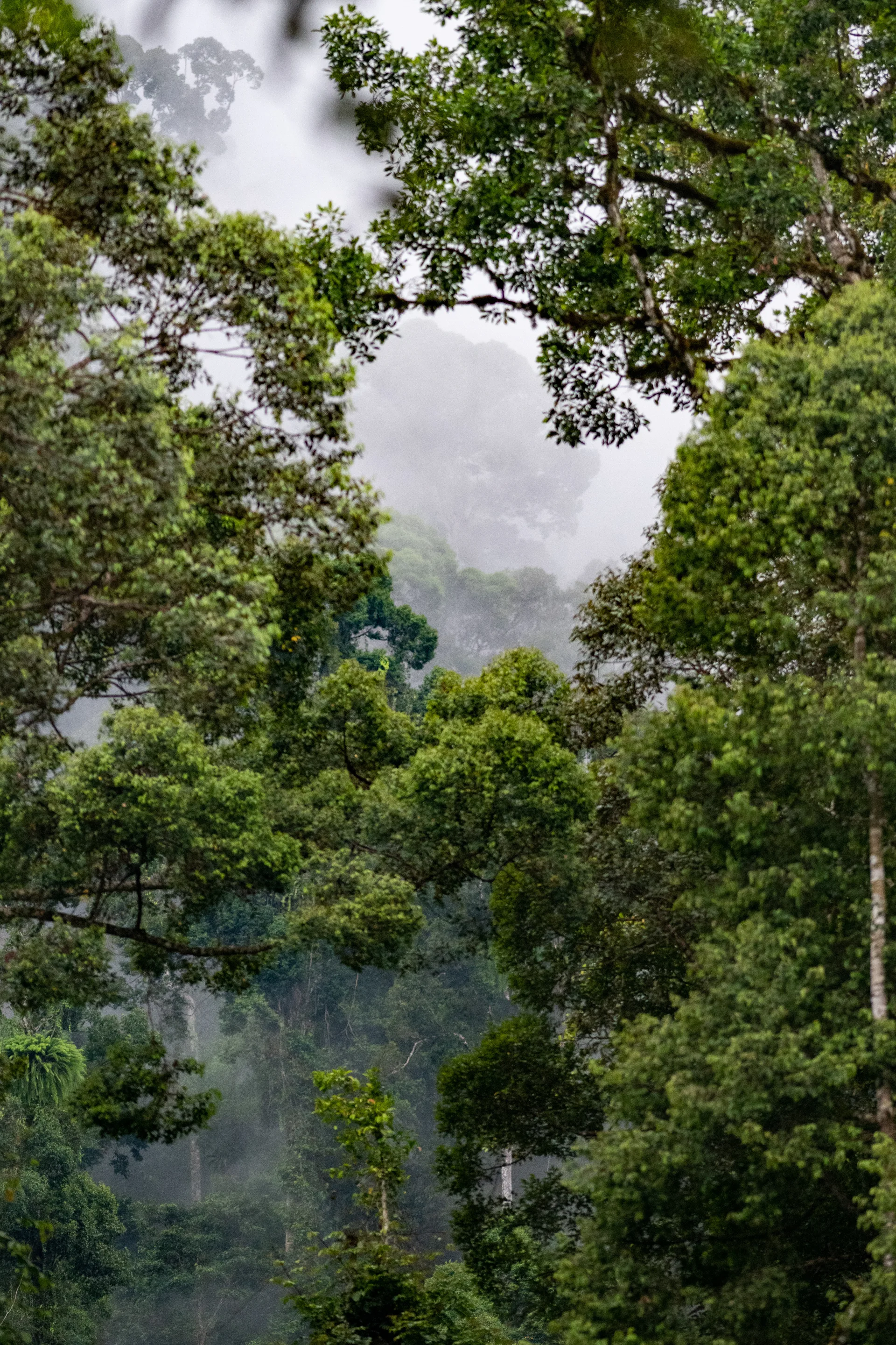 Photograph at Borneo
