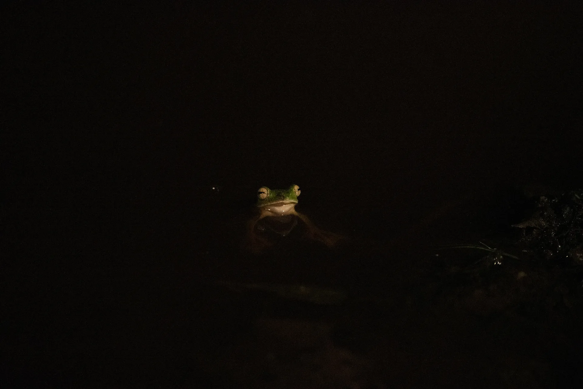Tree Frog at Borneo
