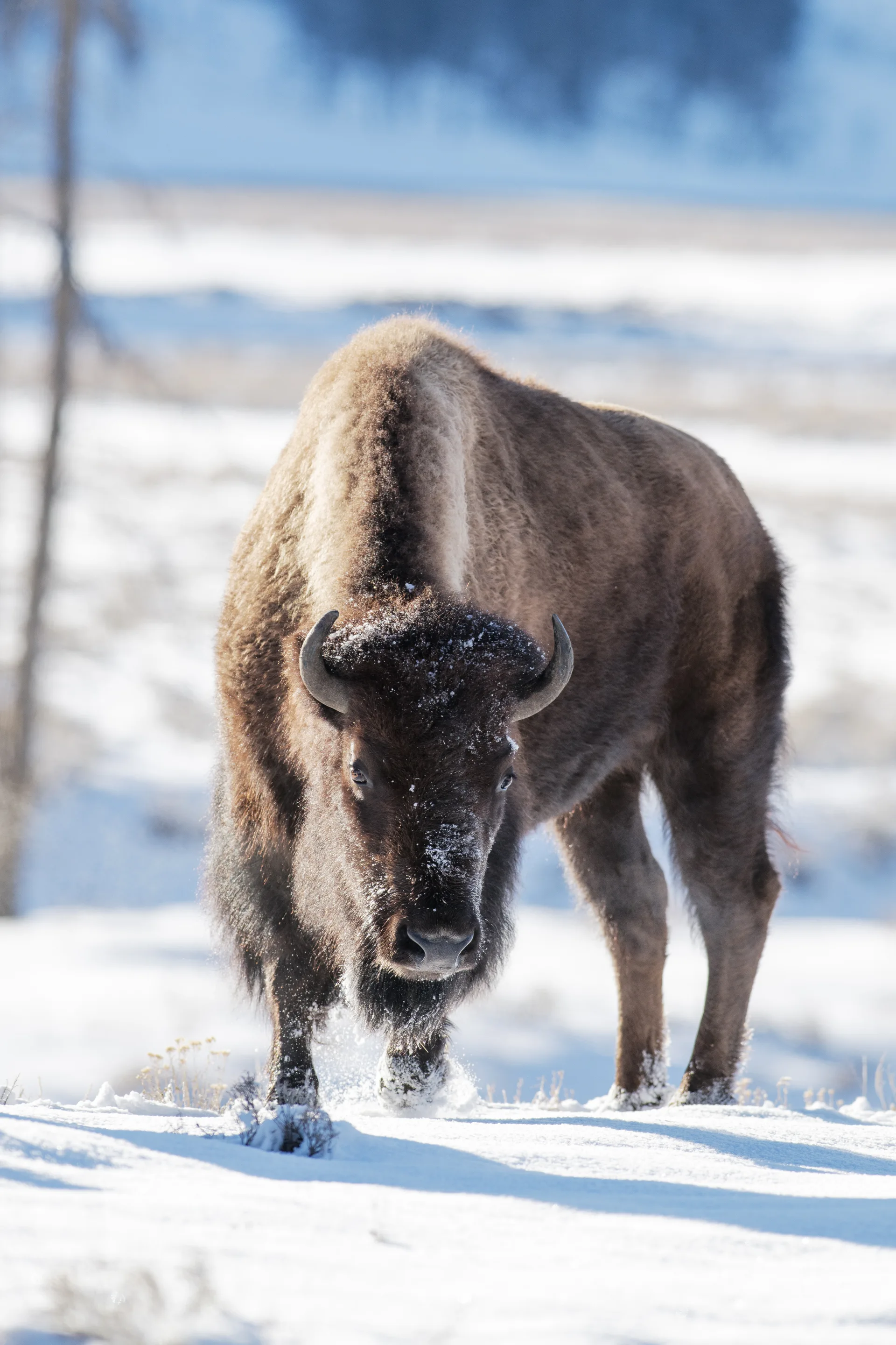 American Bison at Lamar Valley
