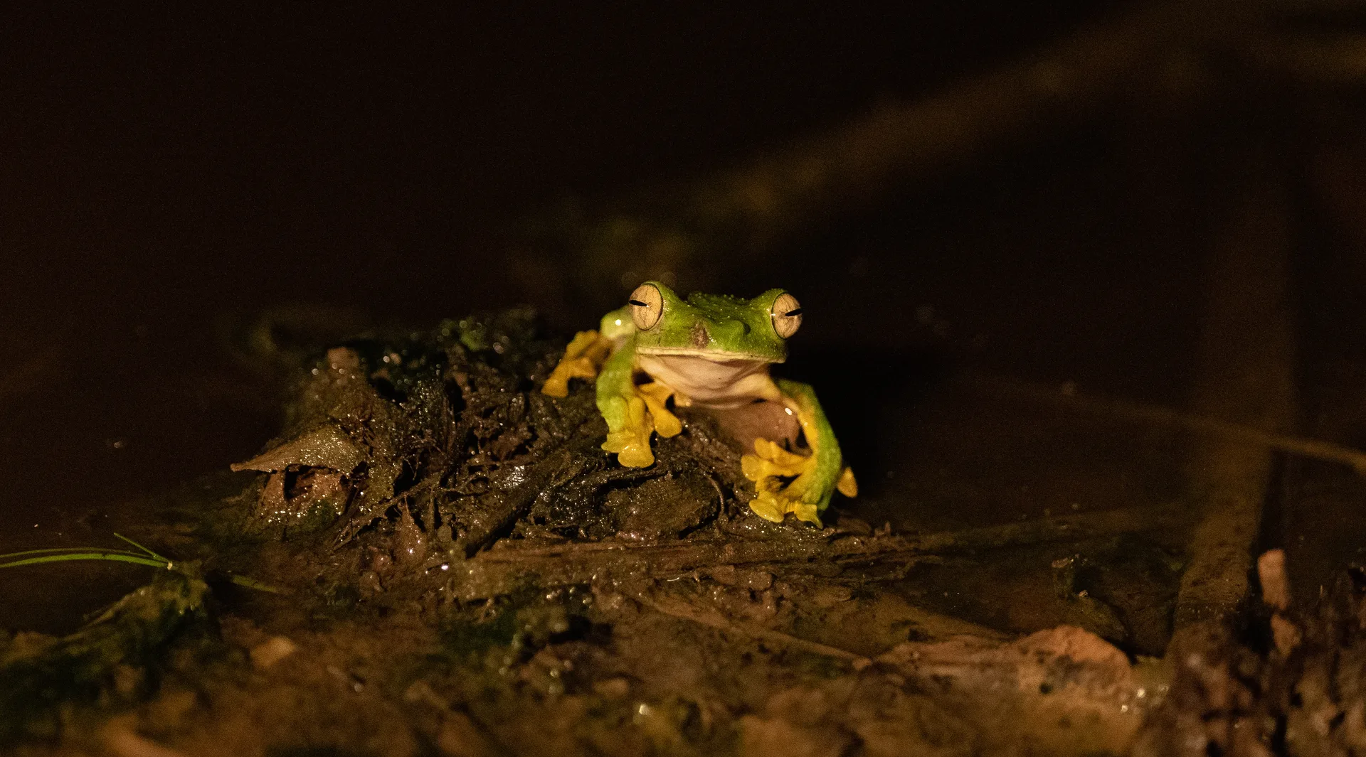 Tree Frog at Borneo