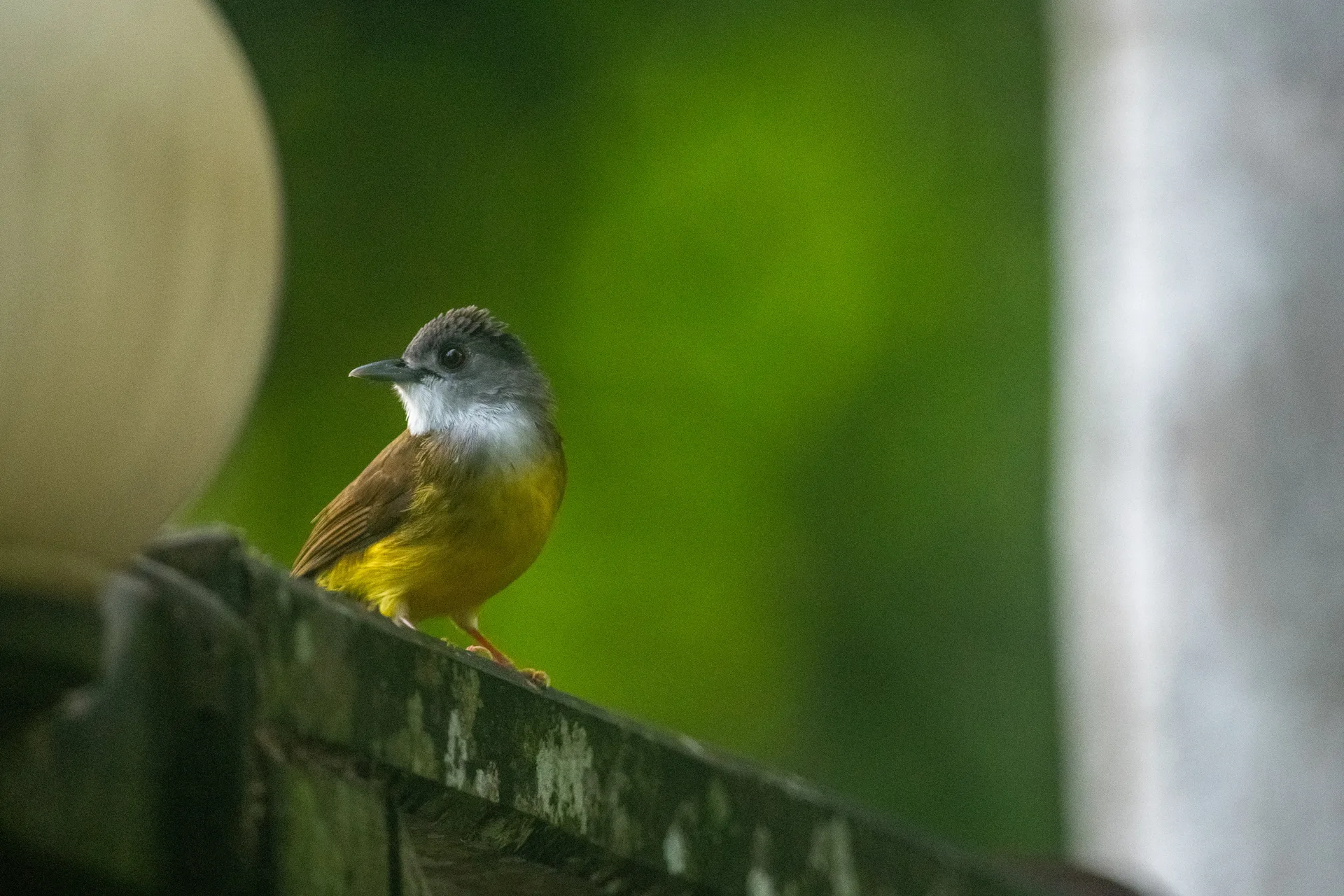 Photograph at Borneo