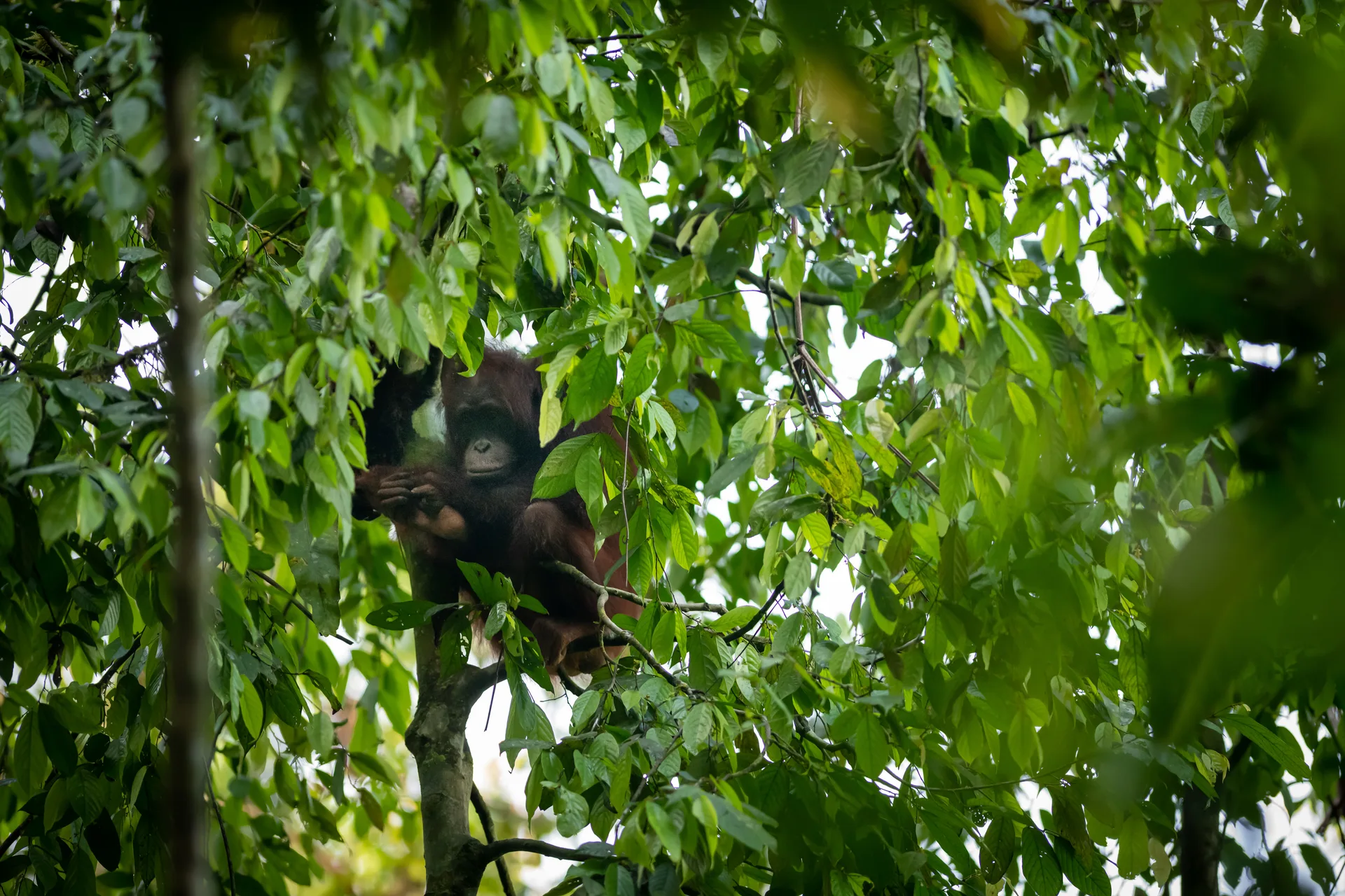 Orangutan at Borneo
