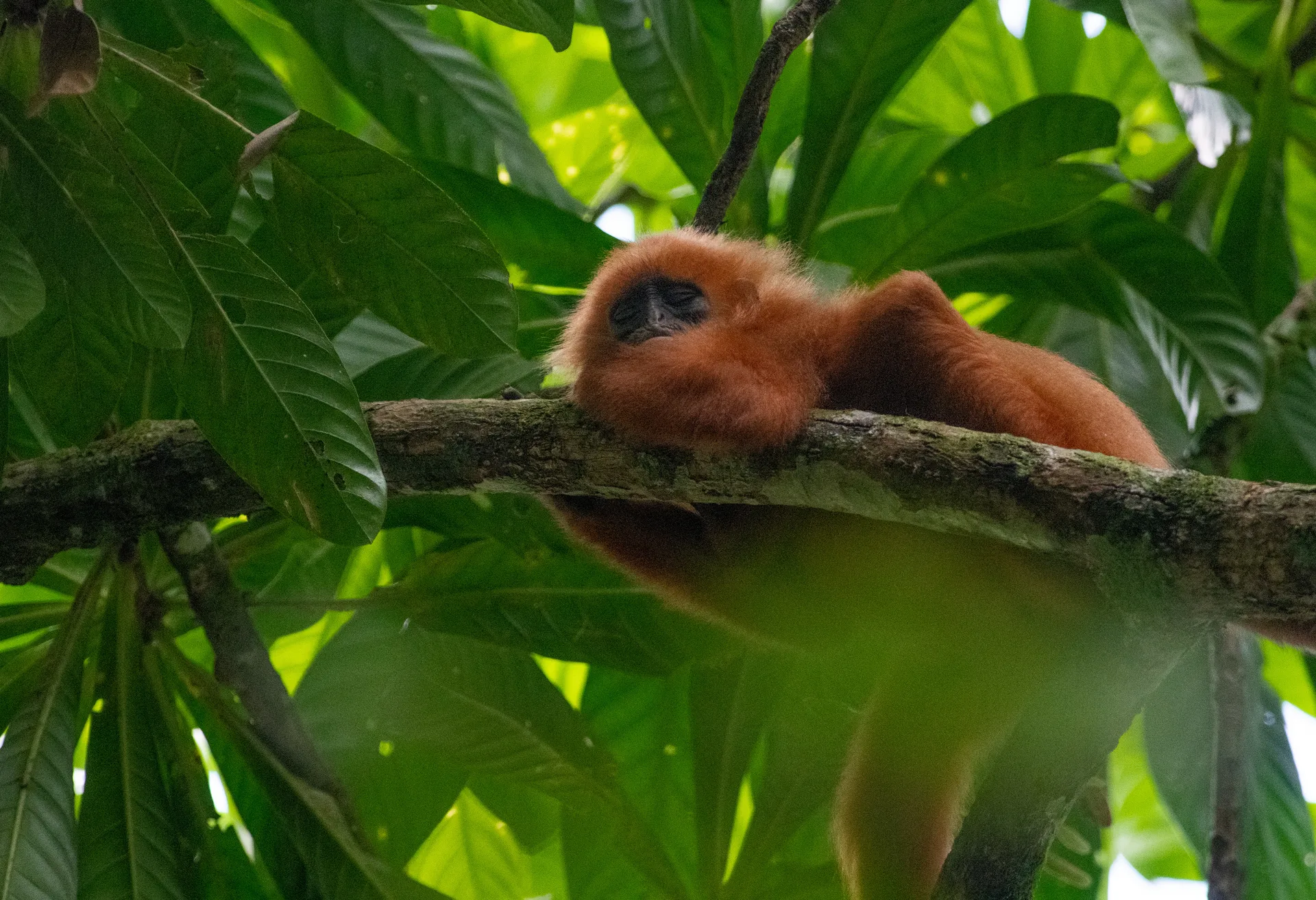 Red Leaf Monkey, Maroon Langur at Borneo