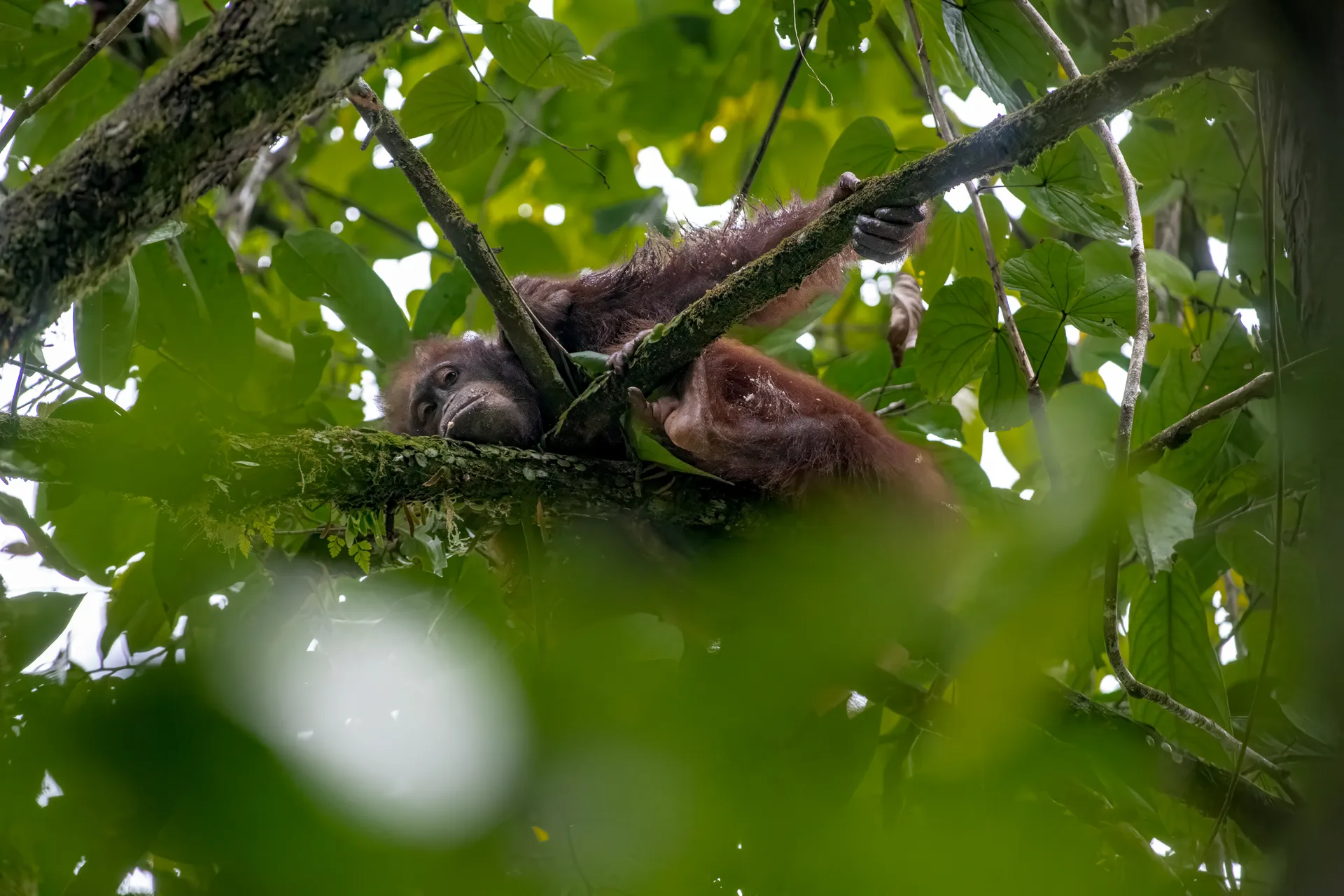 Orangutan at Borneo