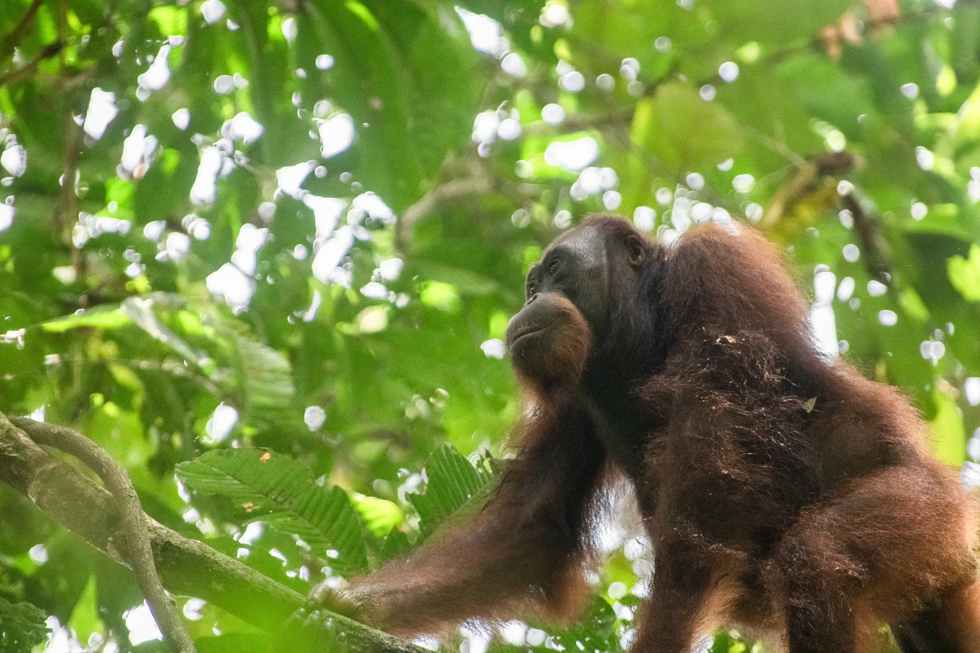 Orangutan at Borneo