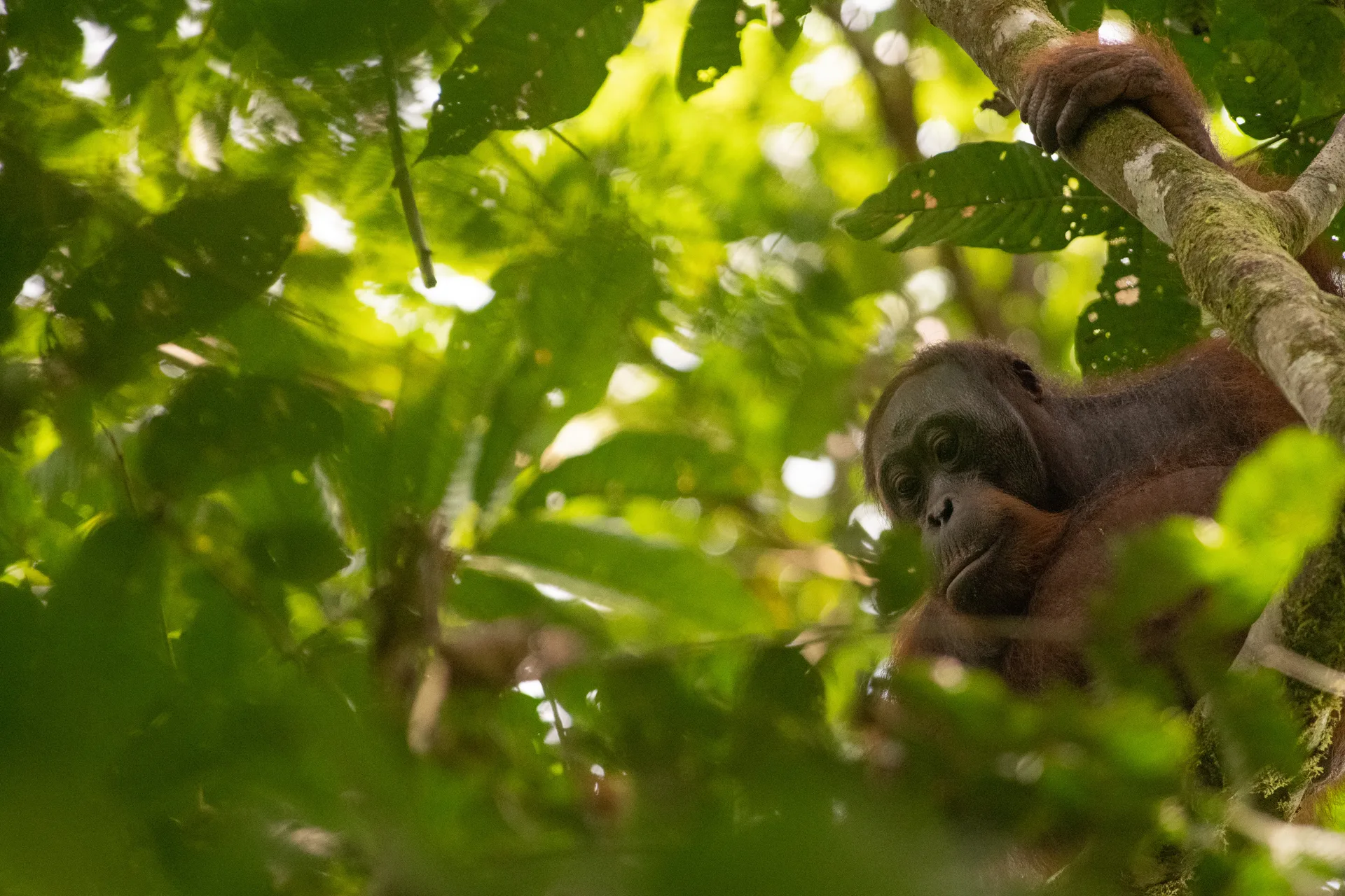 Orangutan at Borneo