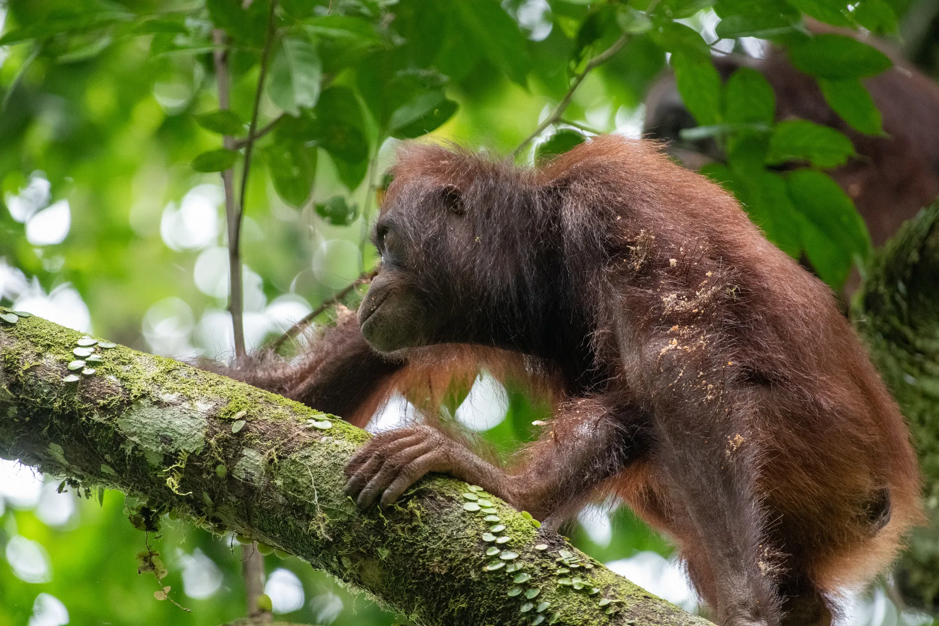 Orangutan at Borneo