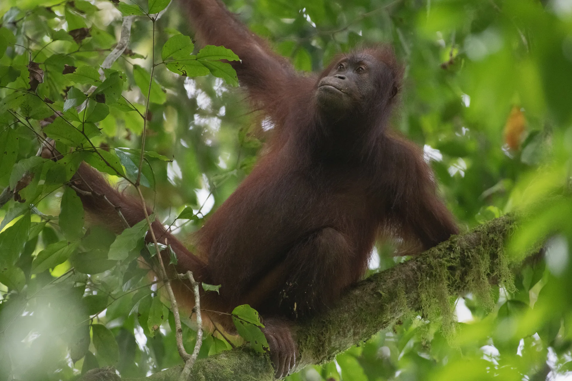 Orangutan at Borneo