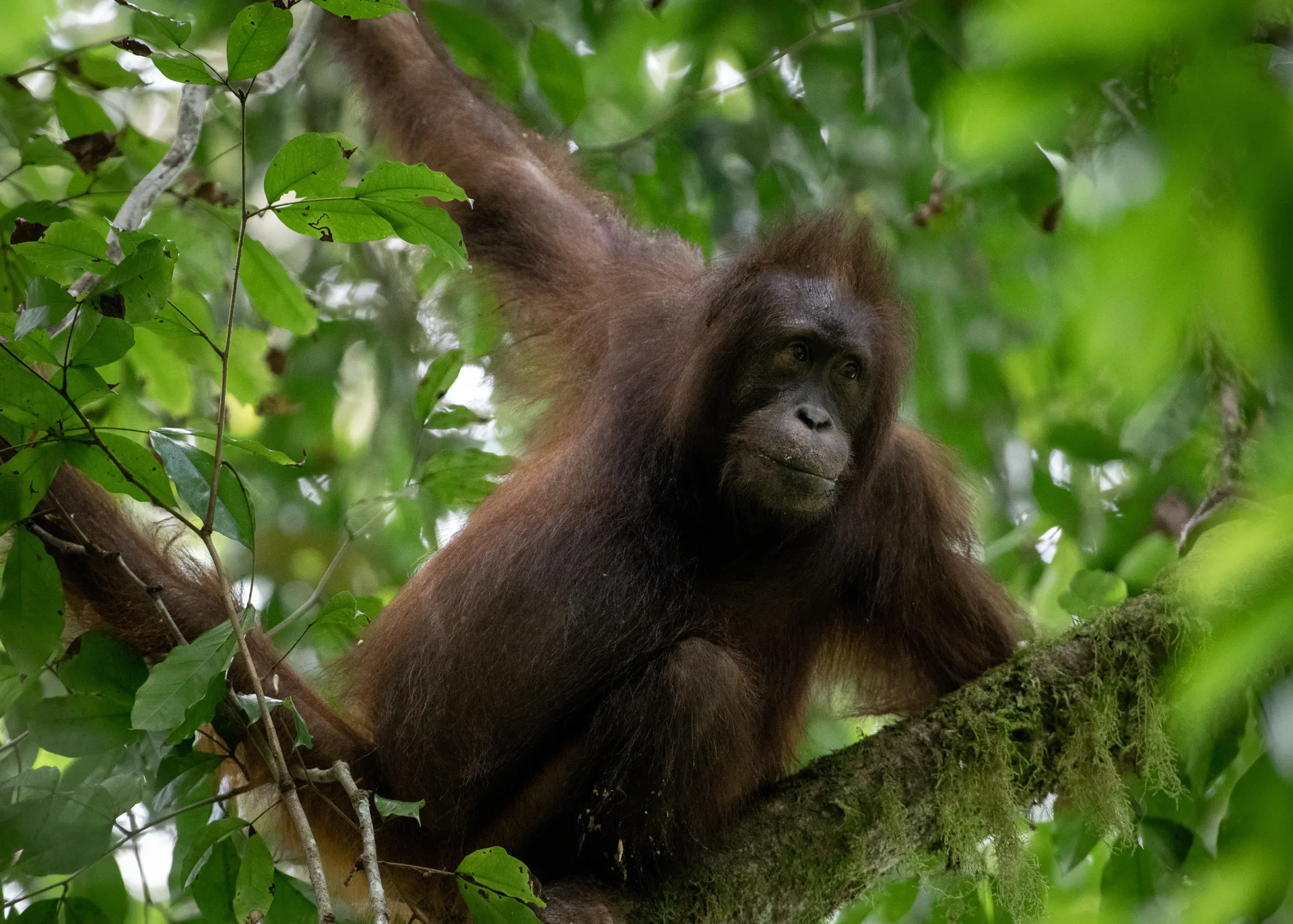 Orangutan at Borneo