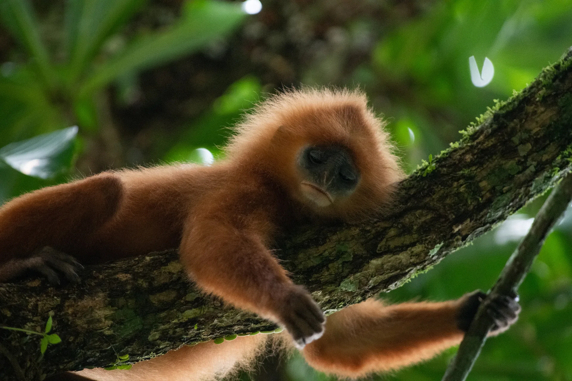 Maroon Langur, Red Leaf Monkey at Borneo