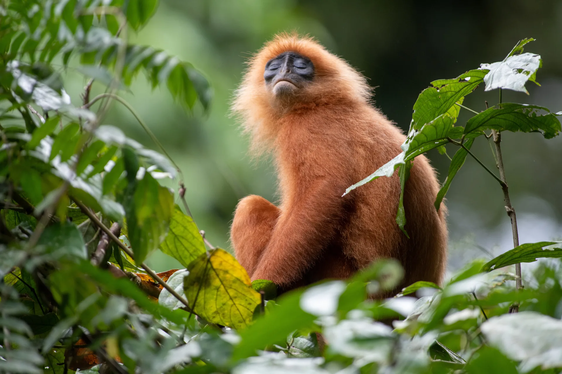Maroon Langur, Red Leaf Monkey at Borneo
