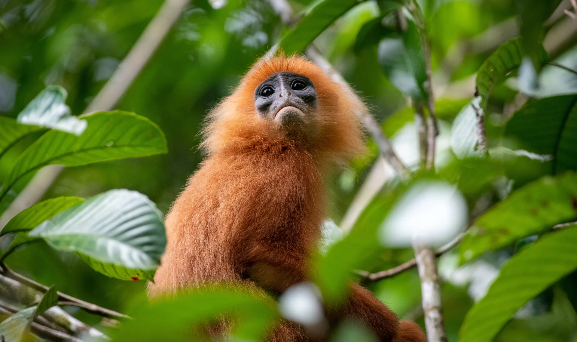 Maroon Langur, Red Leaf Monkey at Borneo