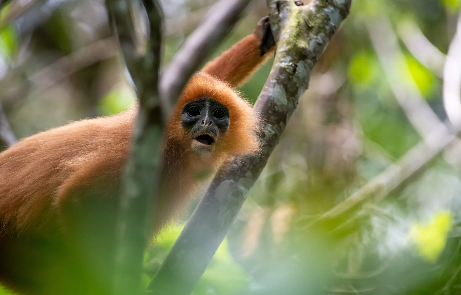 Maroon Langur, Red Leaf Monkey at Borneo