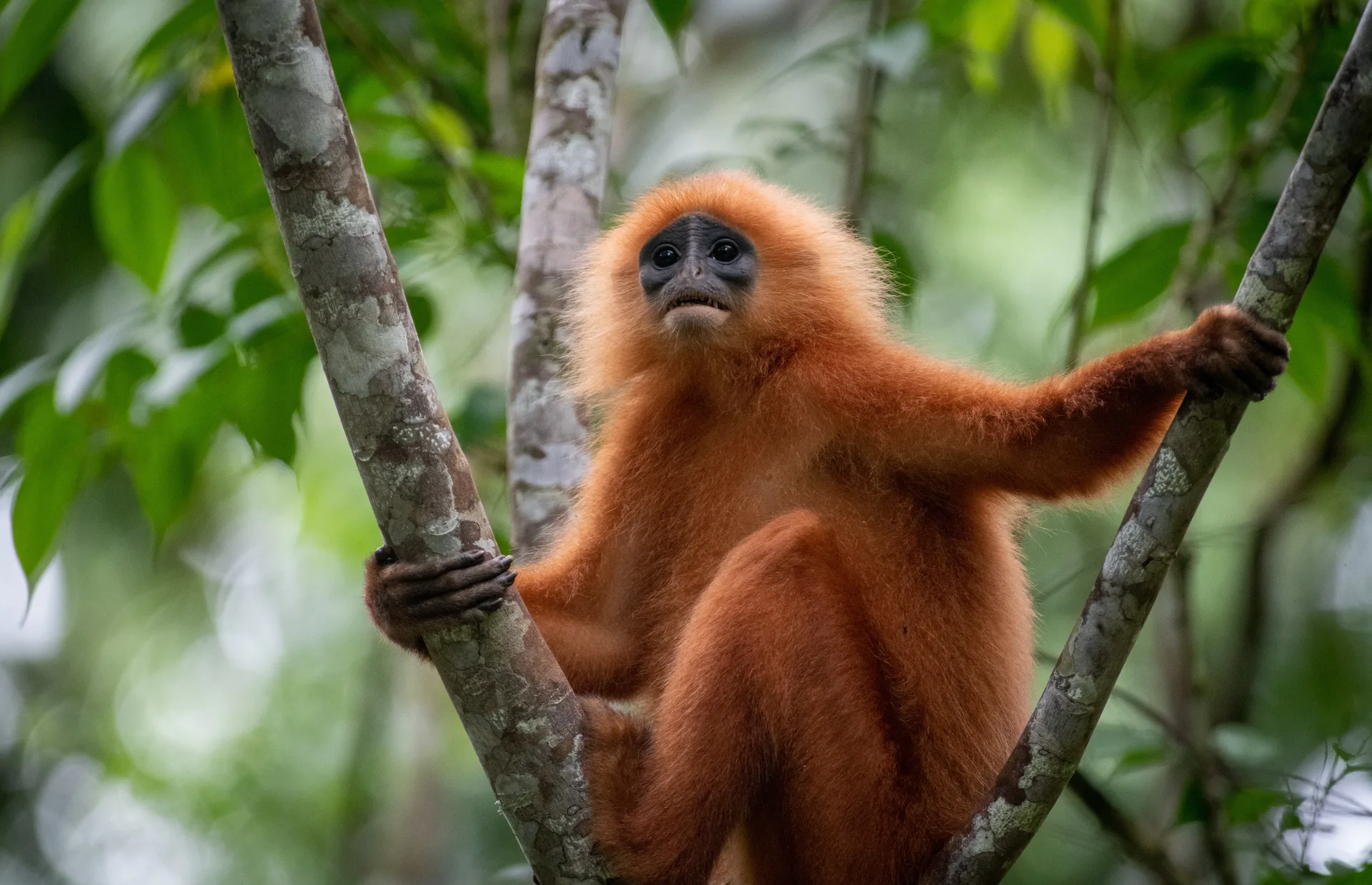 Maroon Langur, Red Leaf Monkey at Borneo