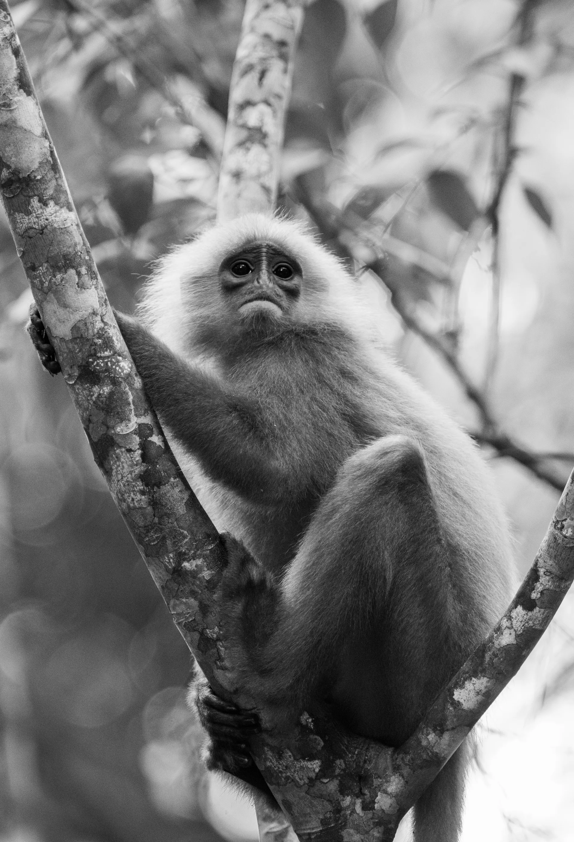 Maroon Langur, Red Leaf Monkey at Borneo