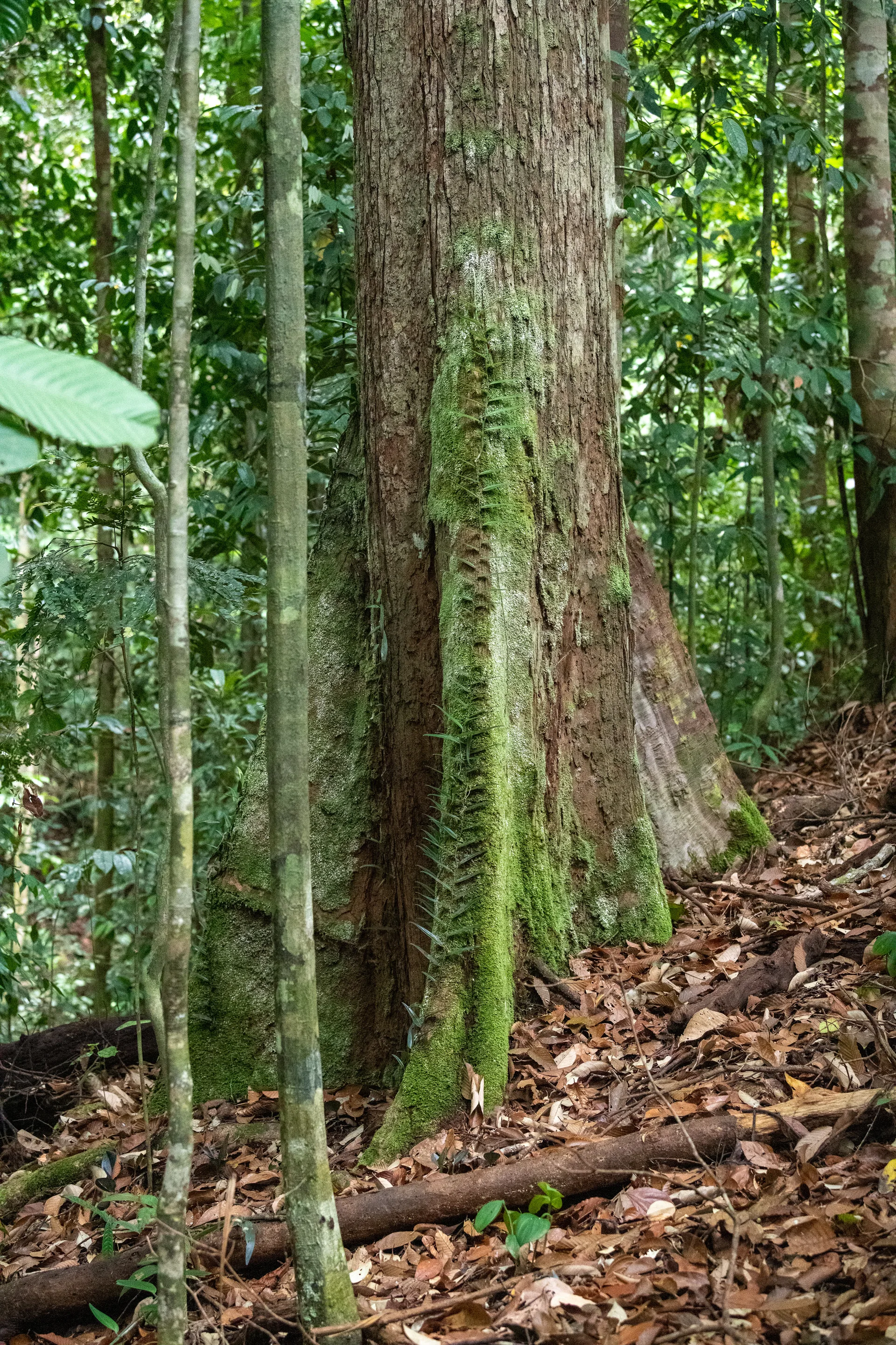 Photograph at Borneo