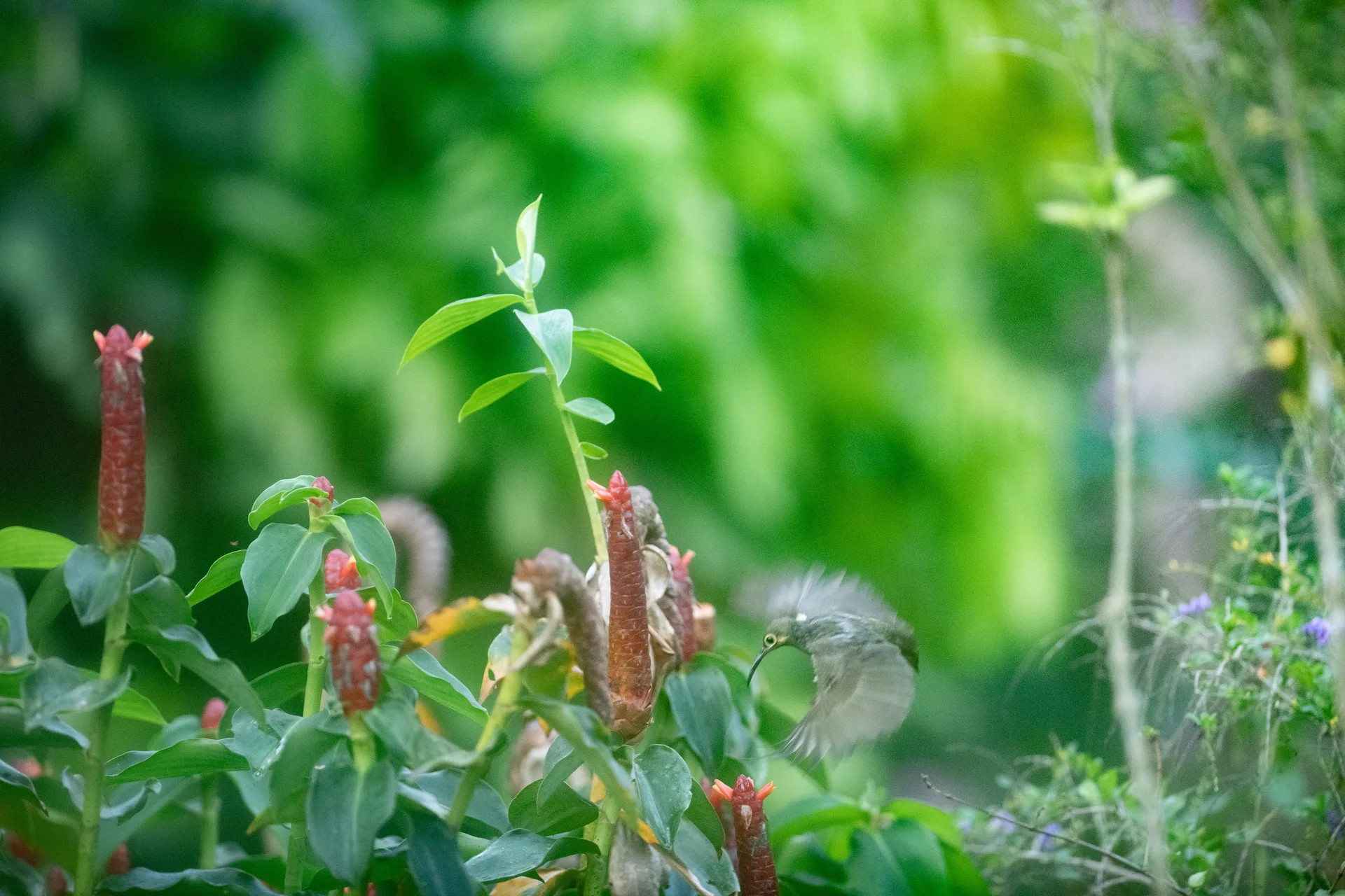 Photograph at Borneo