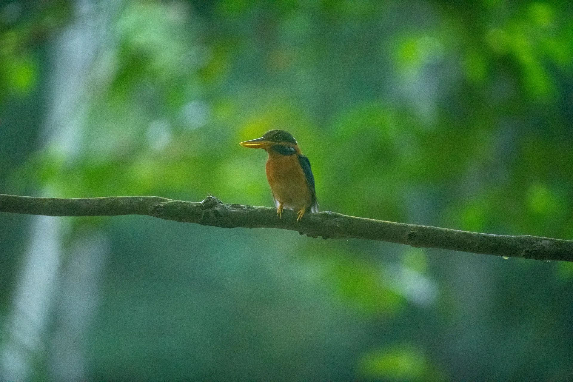 Photograph at Borneo