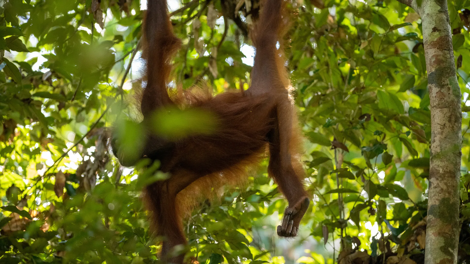 Orangutan at Borneo