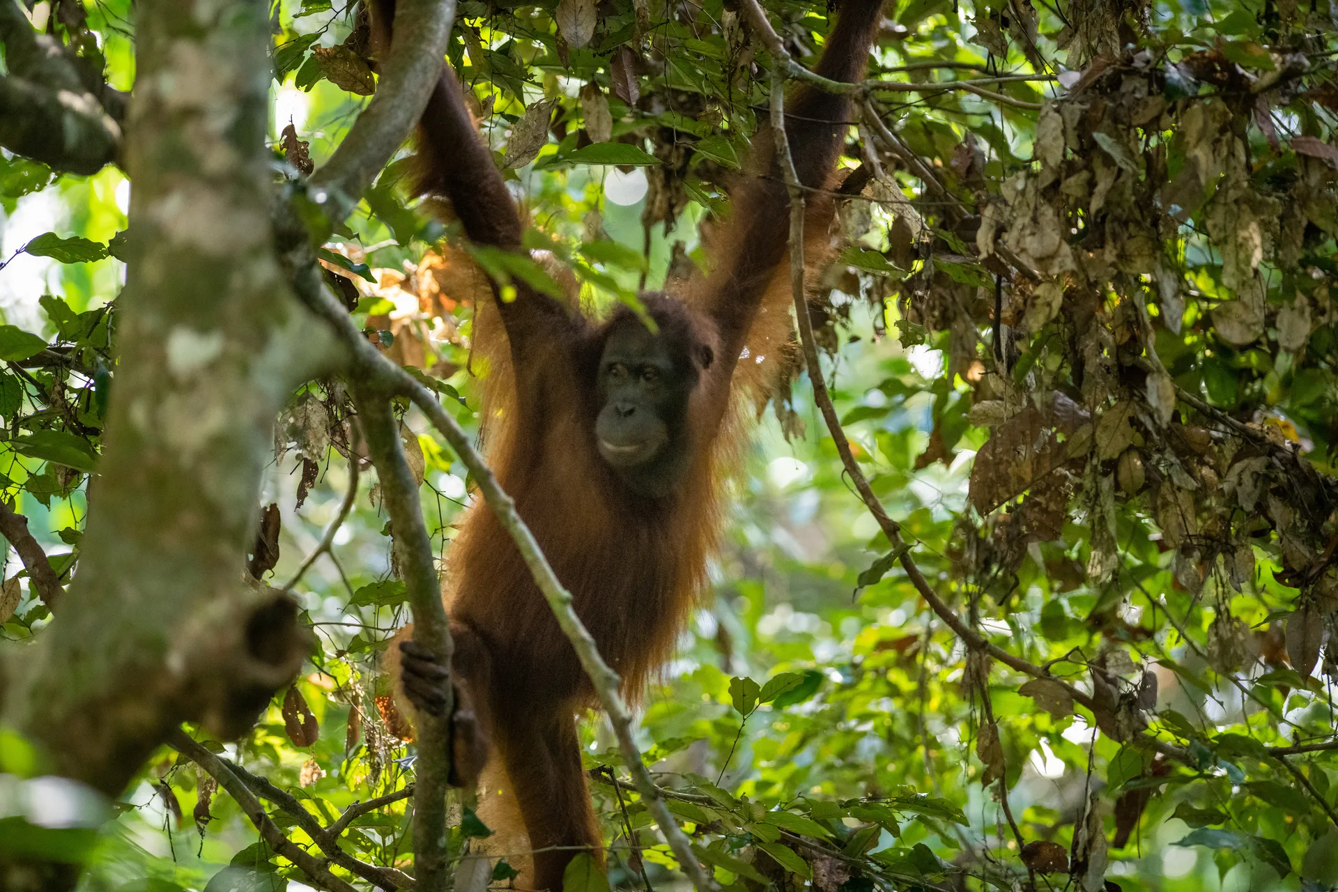 Orangutan at Borneo