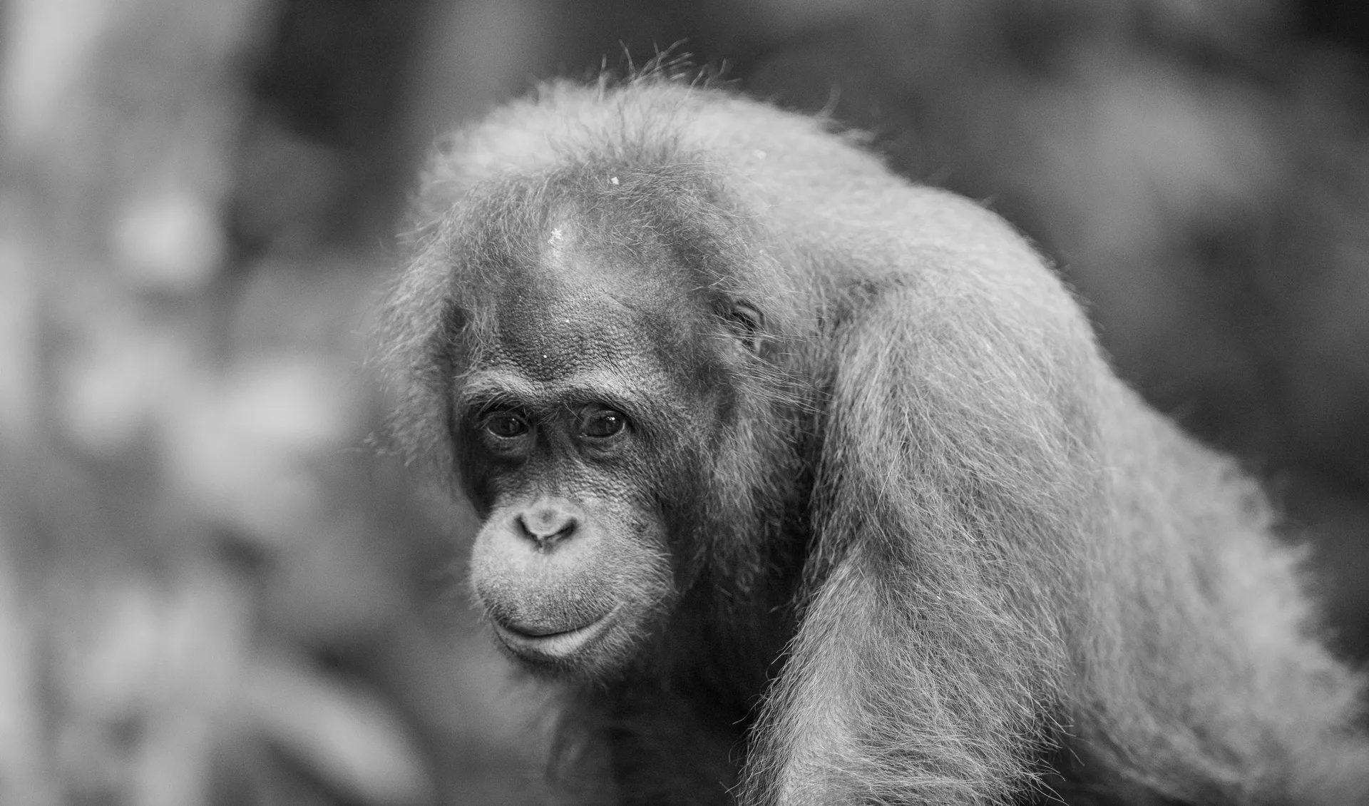 Orangutan at Borneo
