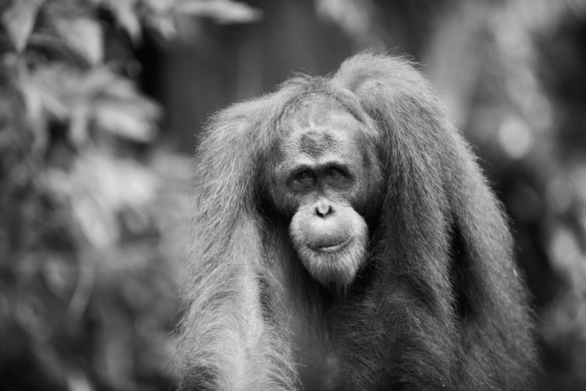 Orangutan at Borneo