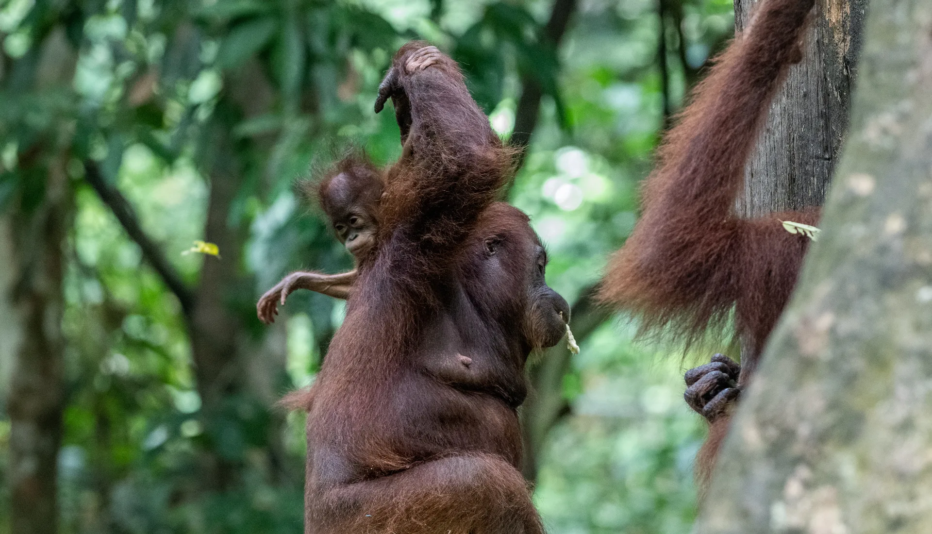 Orangutan at Borneo