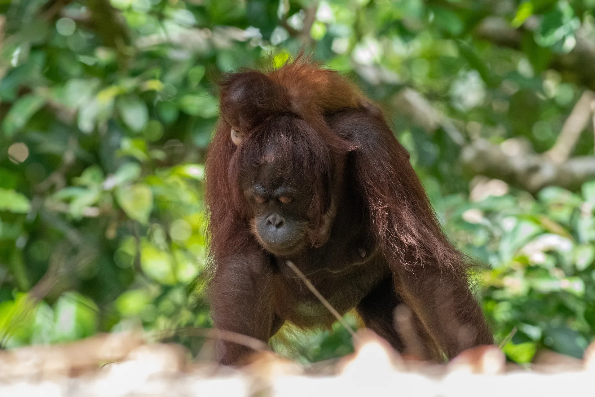Orangutan at Borneo