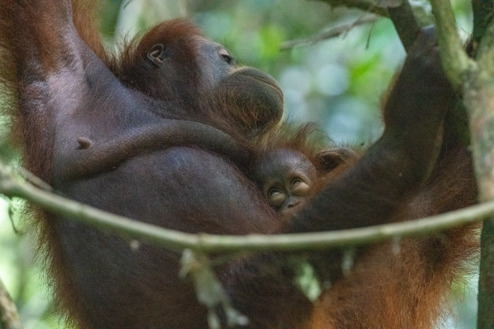 Orangutan at Borneo