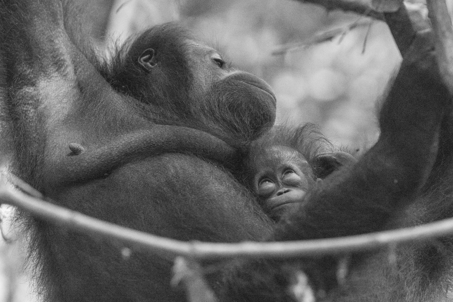 Orangutan at Borneo