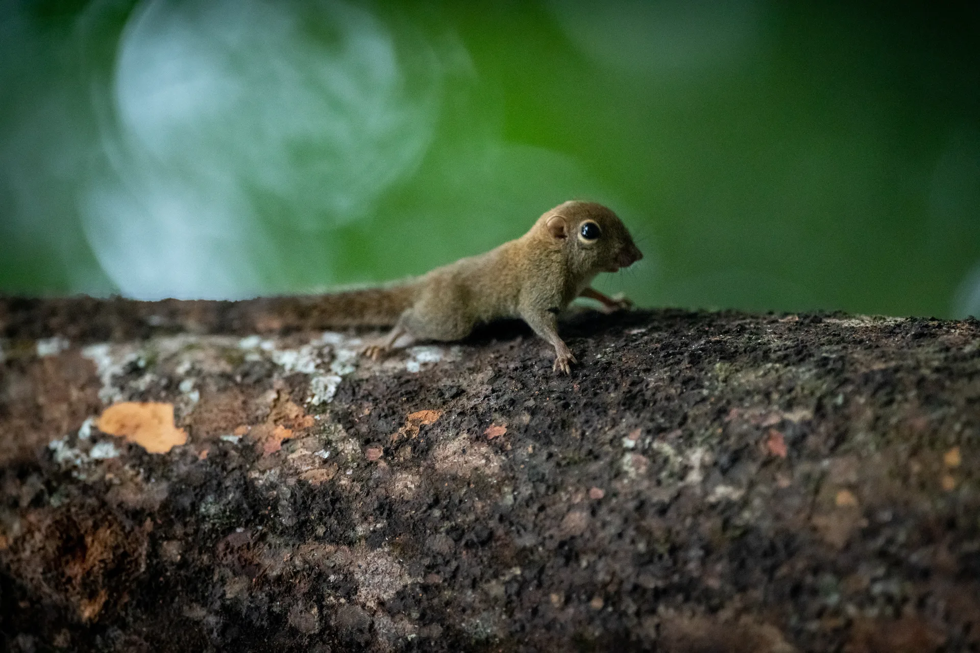 Bornean Pygmy Squirrel at Borneo