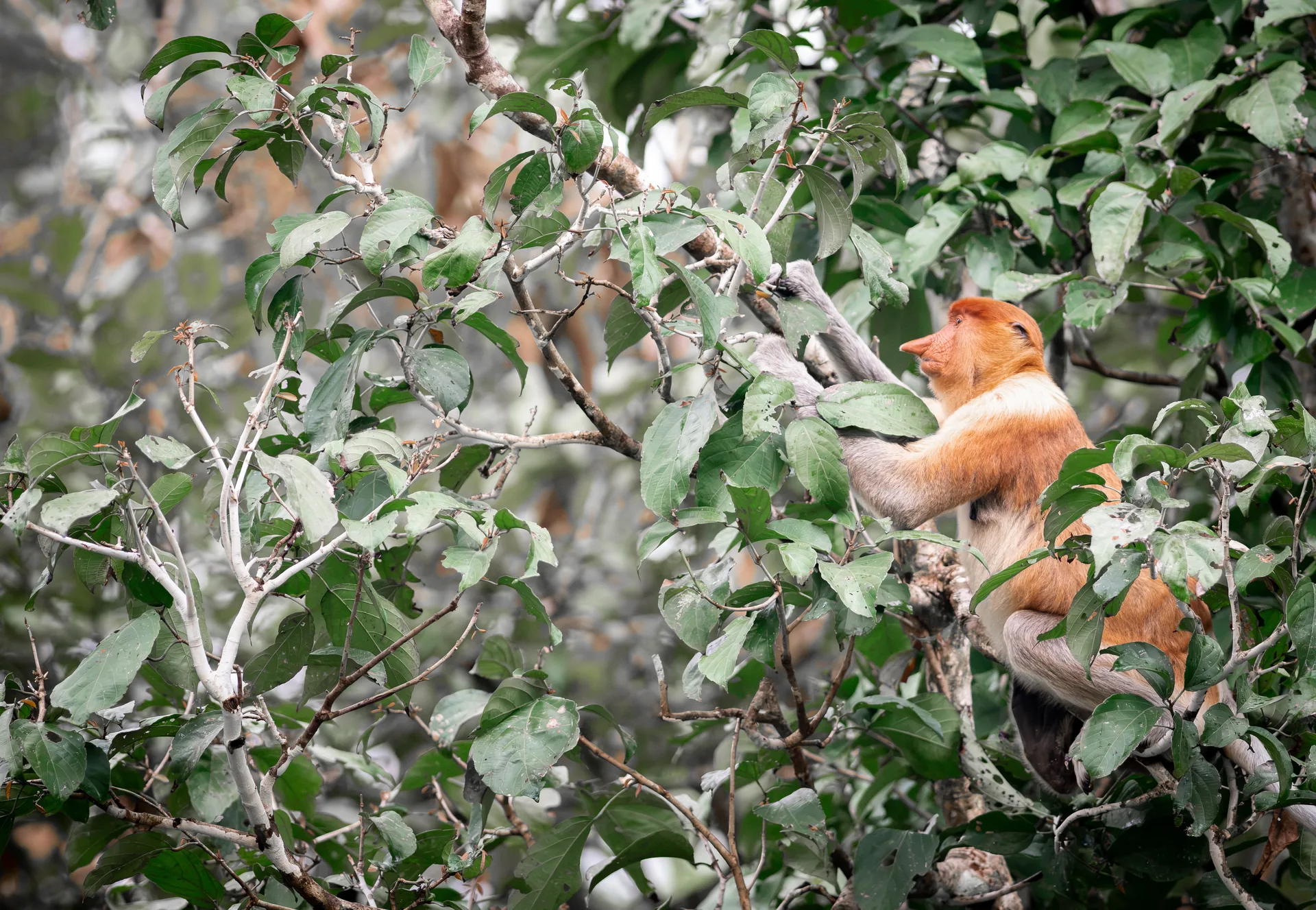 Proboscis Monkey at Borneo