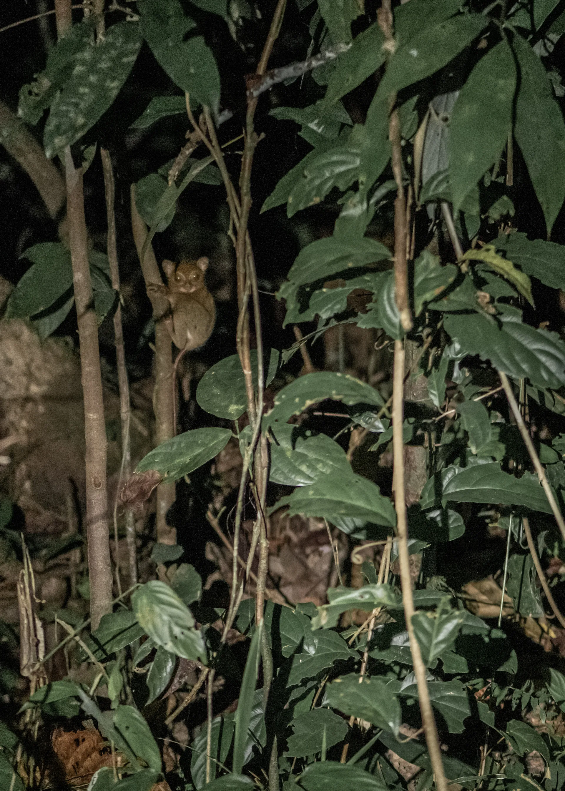 Western Tarsier at Borneo