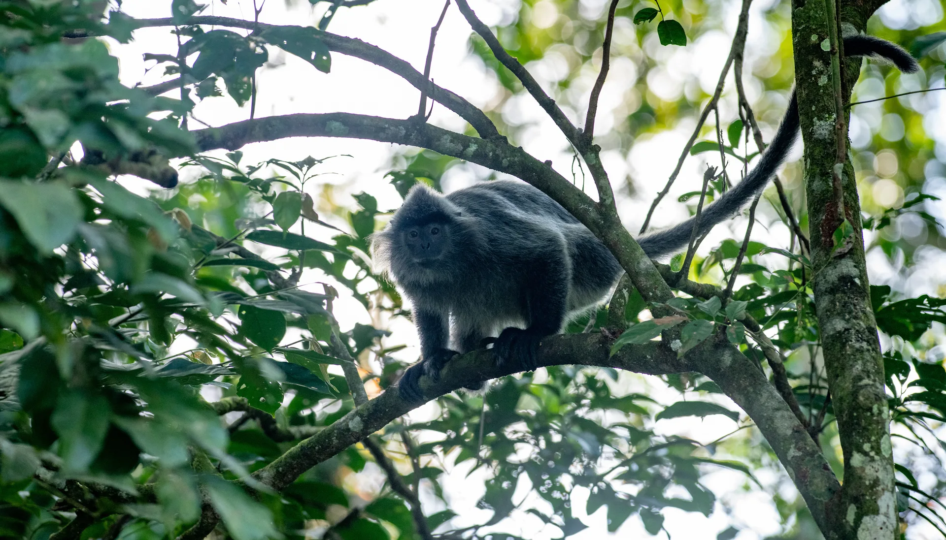 Photograph at Borneo