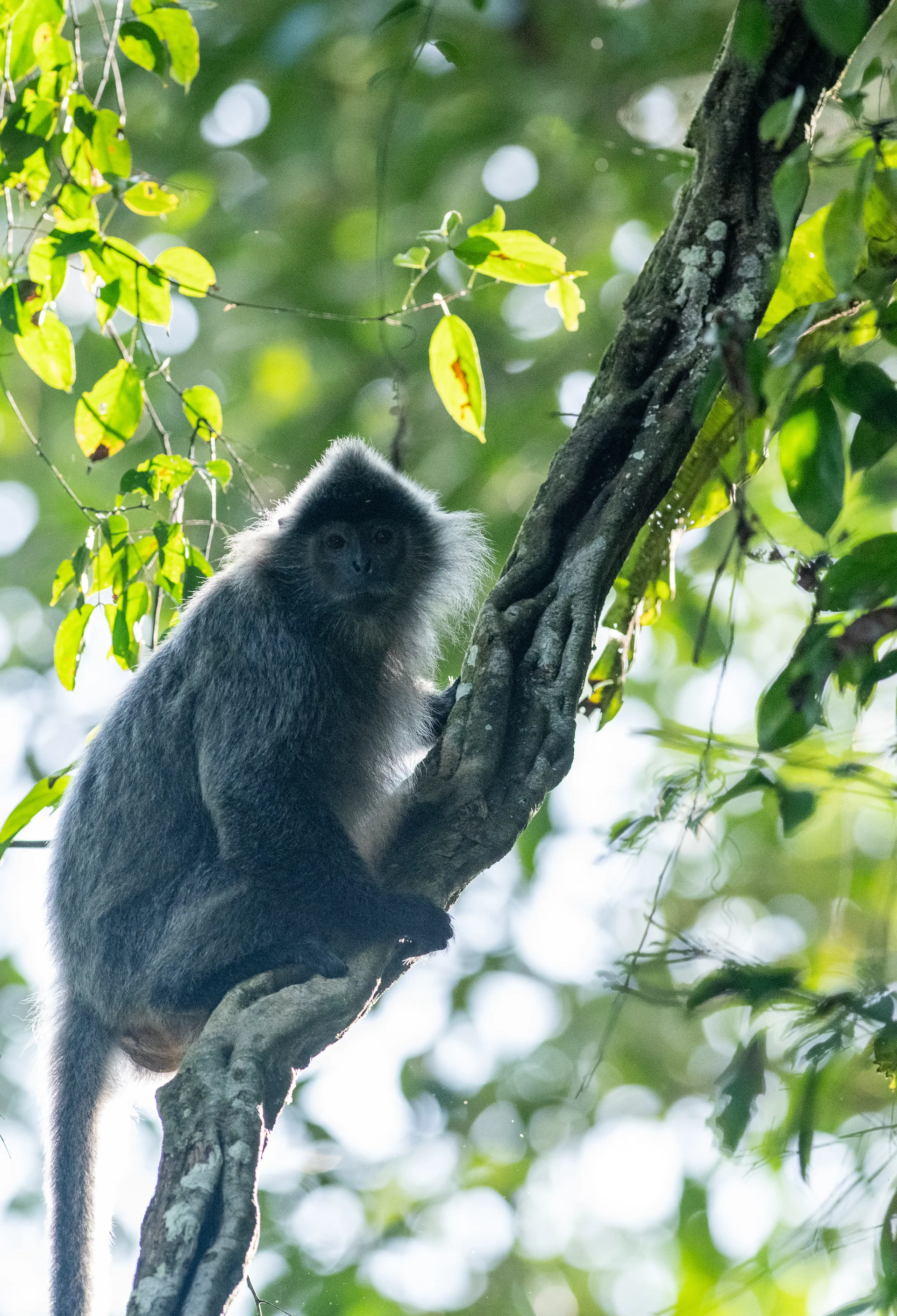Photograph at Borneo