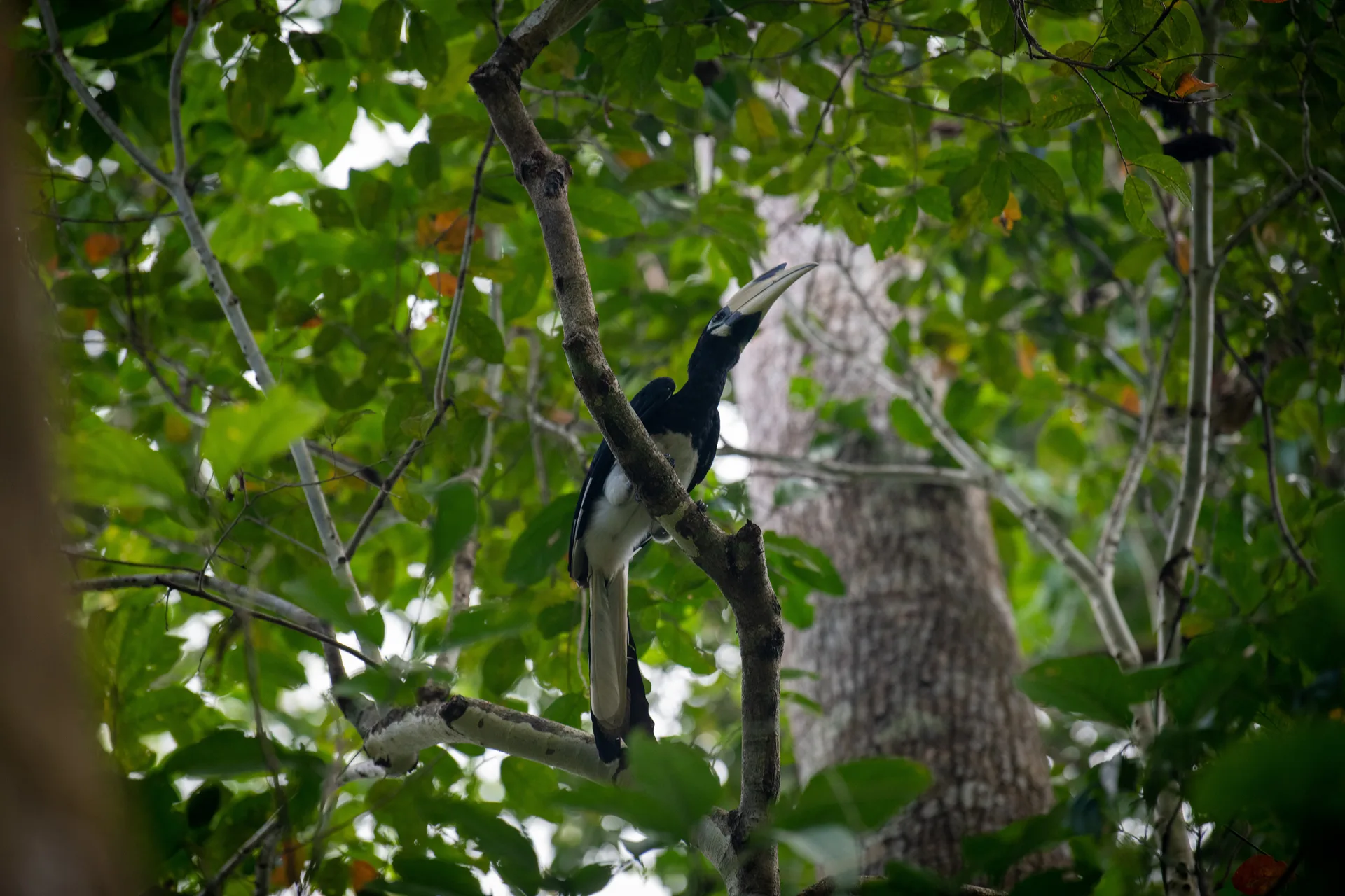Photograph at Borneo