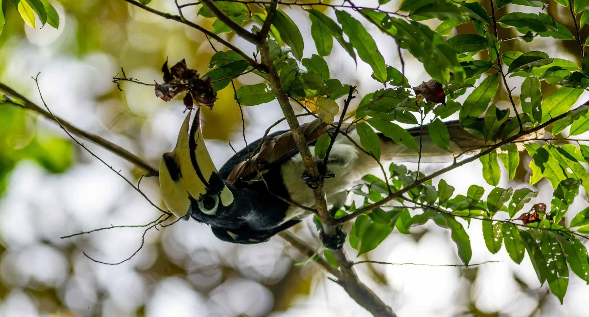 Photograph at Borneo