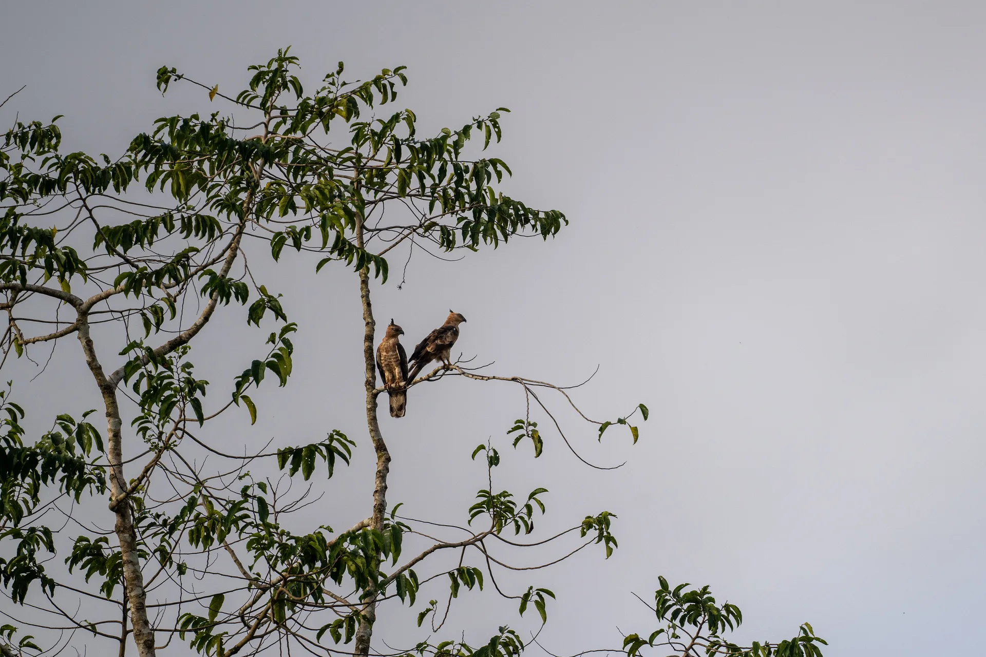 Photograph at Borneo